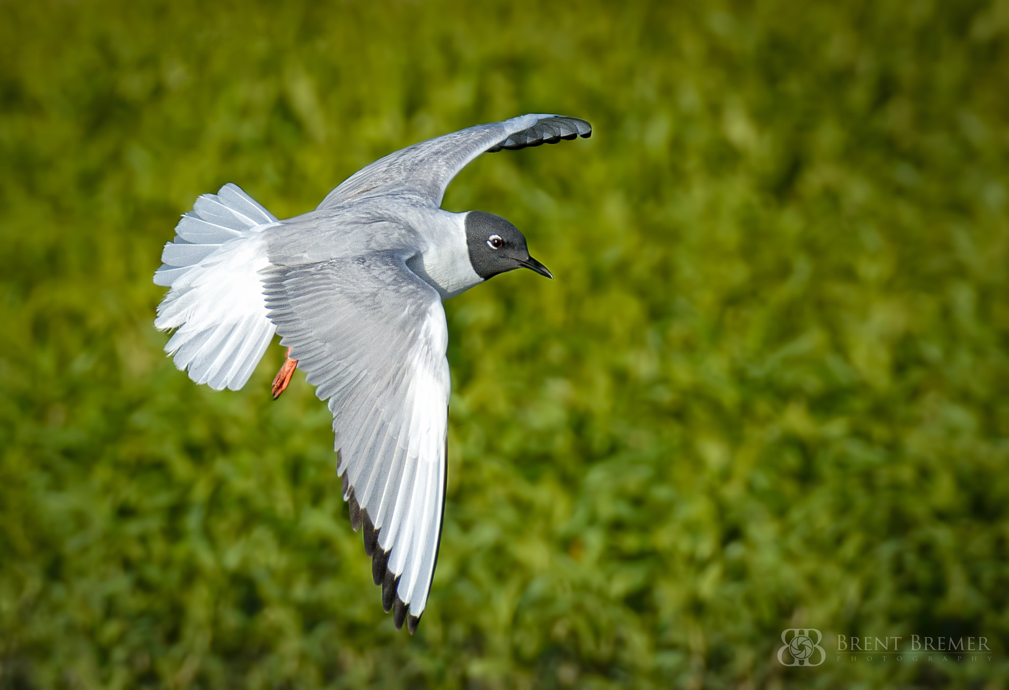 Nikon D7100 sample photo. Bonaparte's gull photography