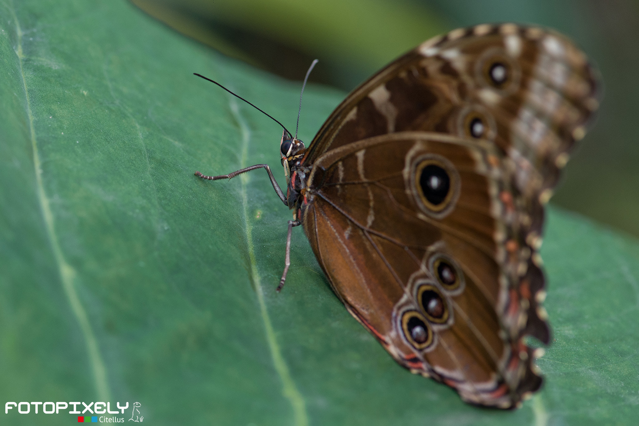 Nikon AF-S Micro-Nikkor 105mm F2.8G IF-ED VR sample photo. Motýl / butterfly photography