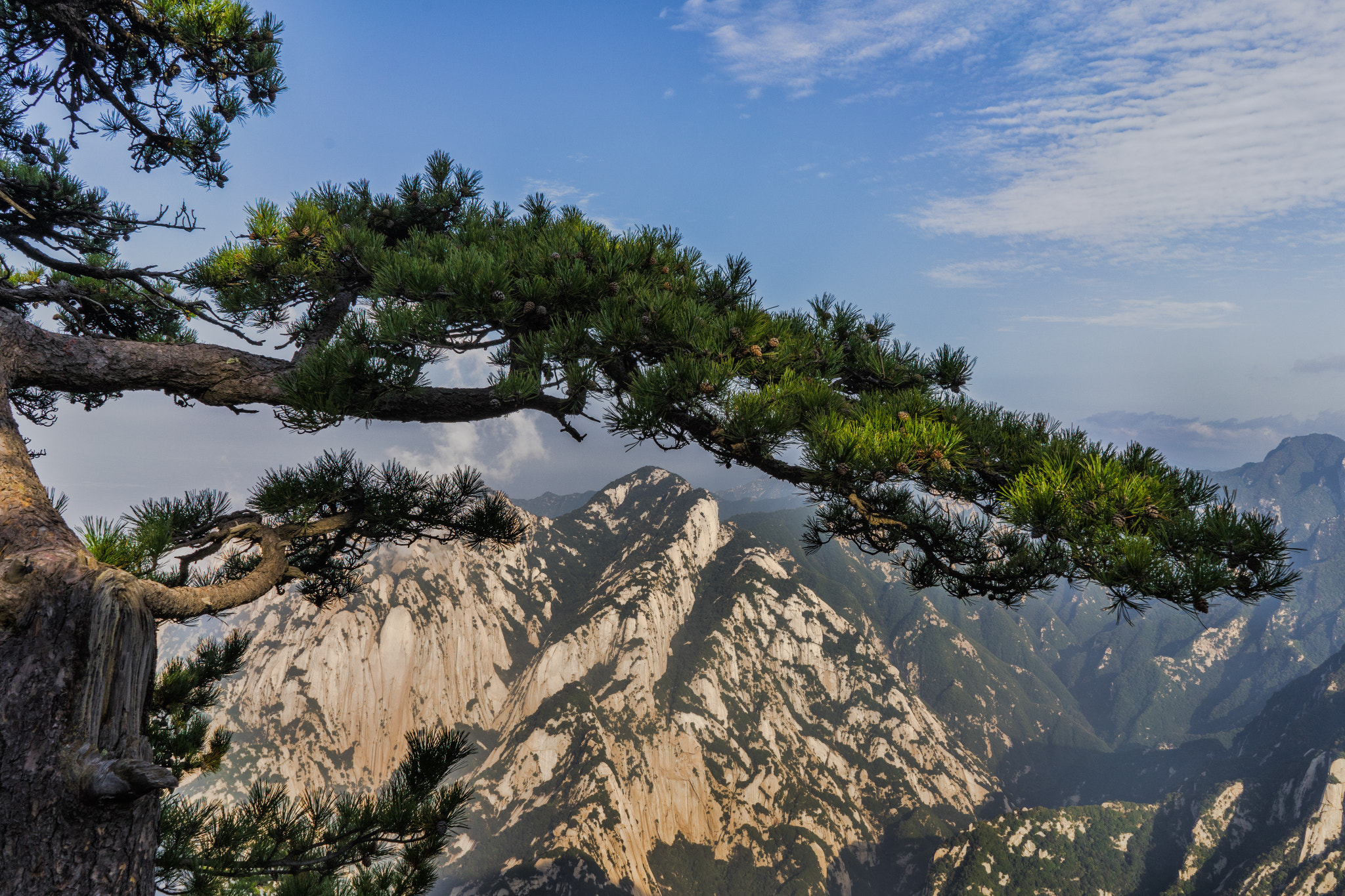 Sony a7 sample photo. Huashan cliffs of pine branches photography