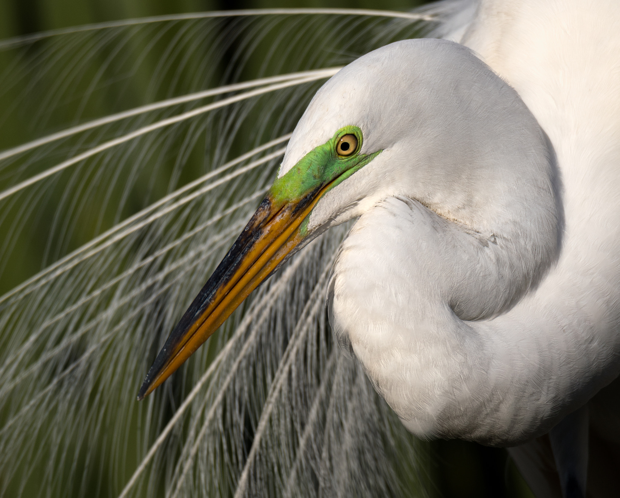 Sigma 50mm F2.8 EX DG Macro sample photo. Male great egret in breeding plumage photography