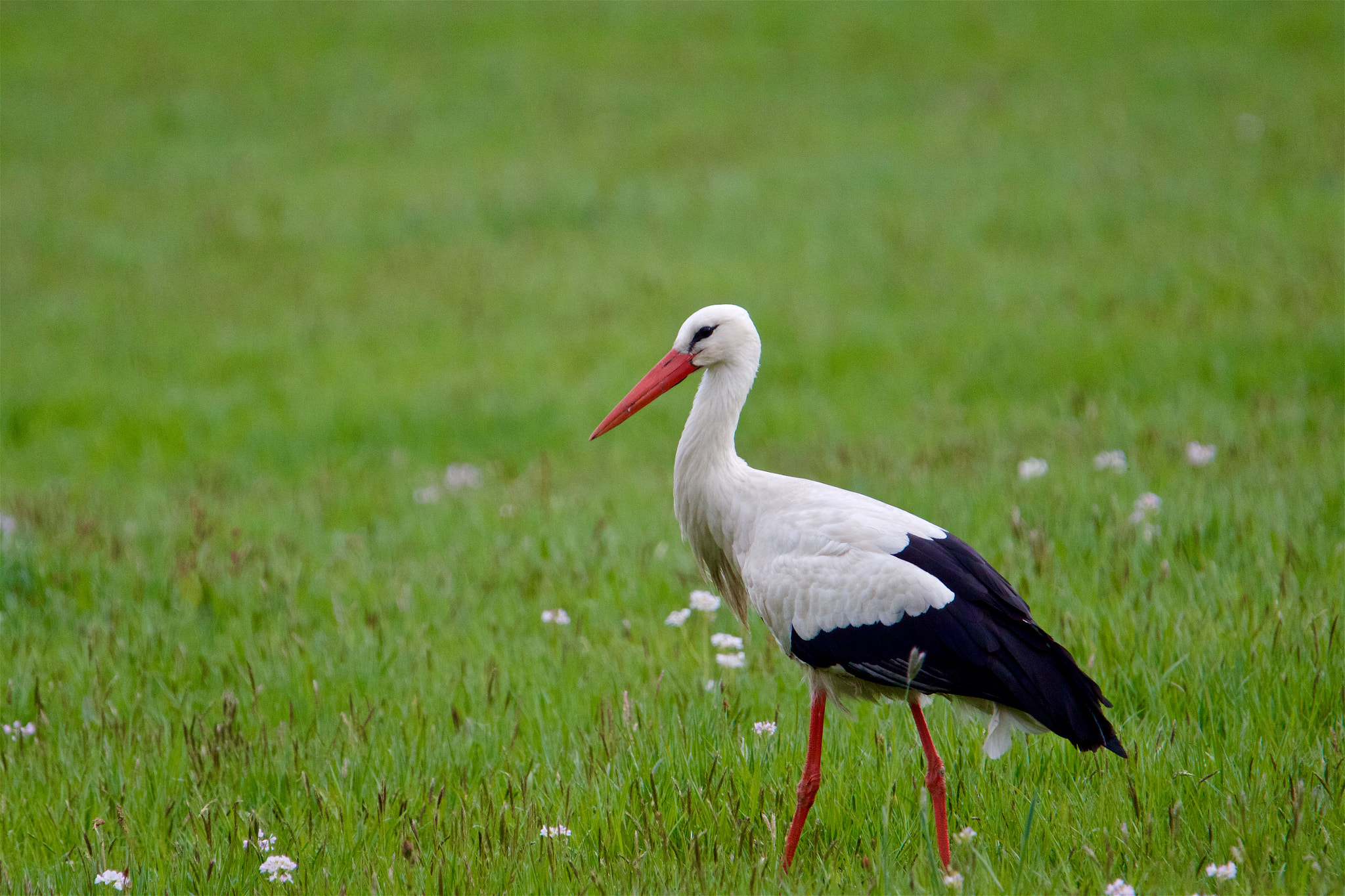 Tamron SP 150-600mm F5-6.3 Di VC USD sample photo. Ooievaar - stork - ciconia ciconia photography