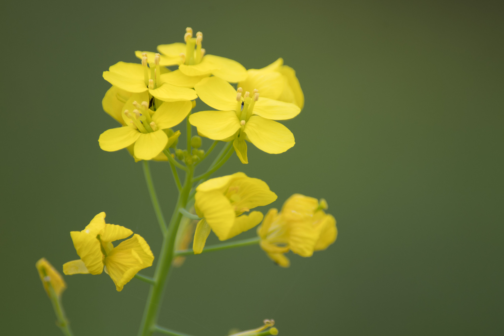 Pentax K-S2 sample photo. Rape blossoms photography