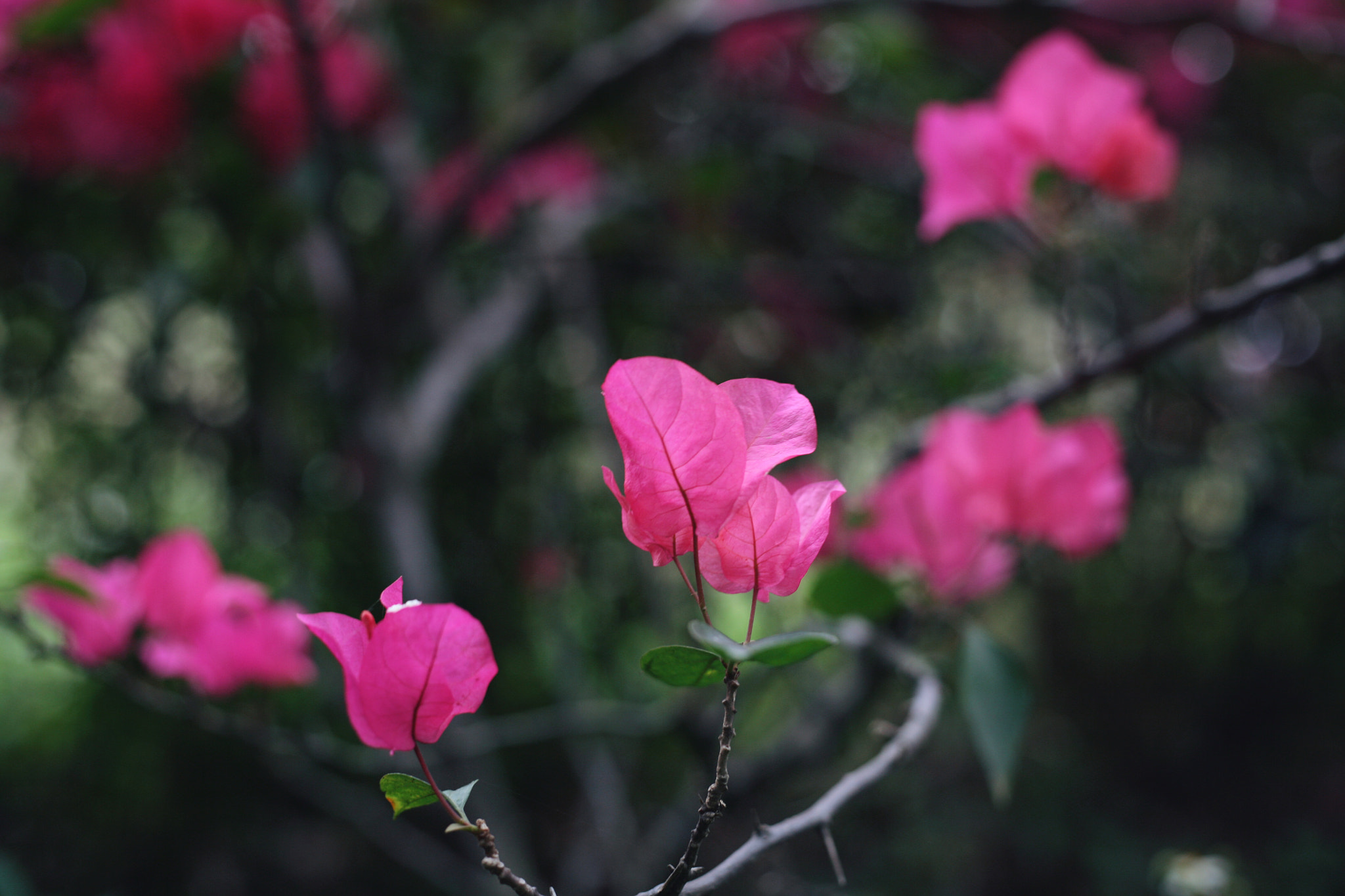 Canon EOS 5D + Canon EF 50mm F1.8 STM sample photo