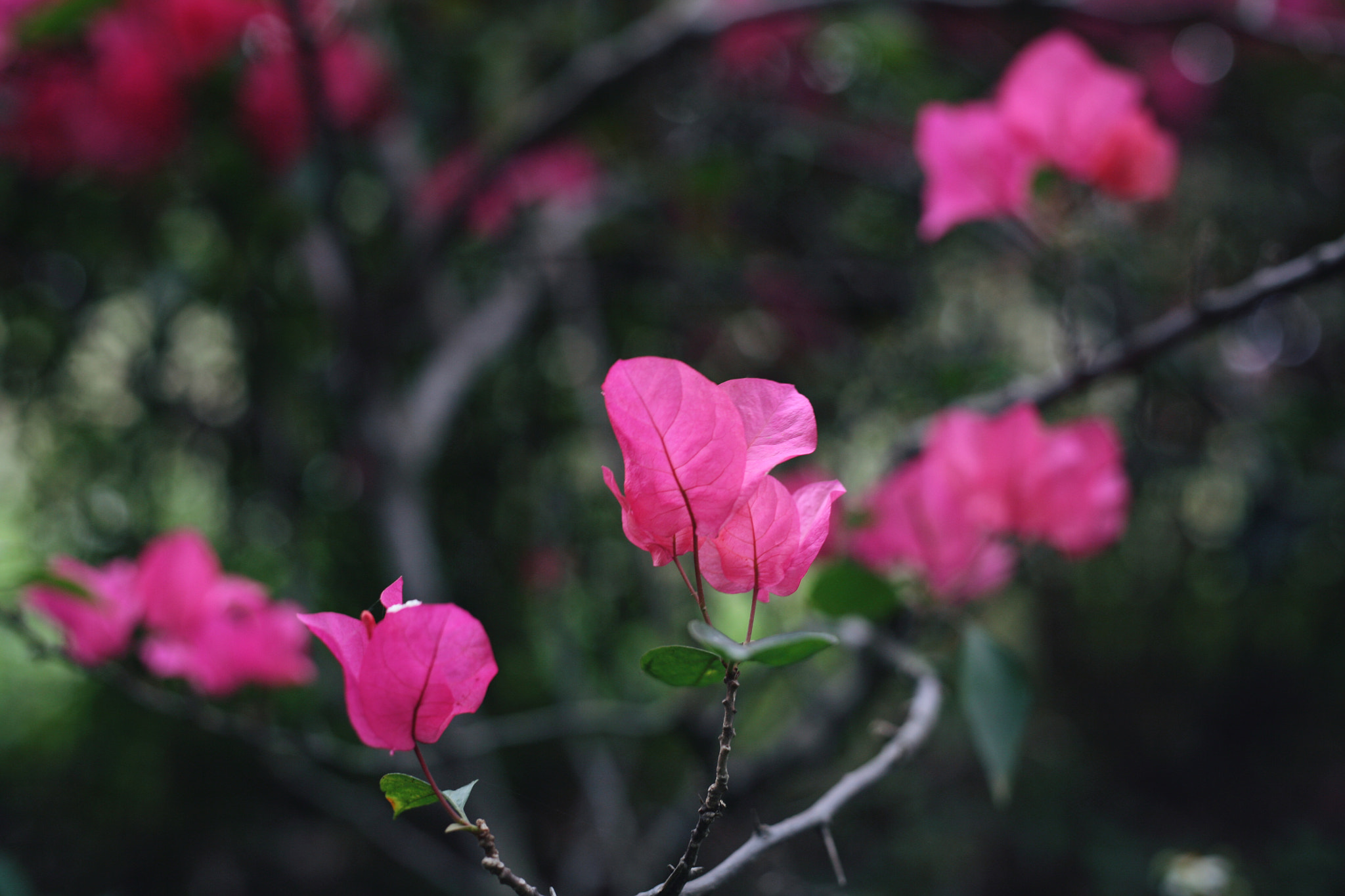 Canon EOS 5D sample photo