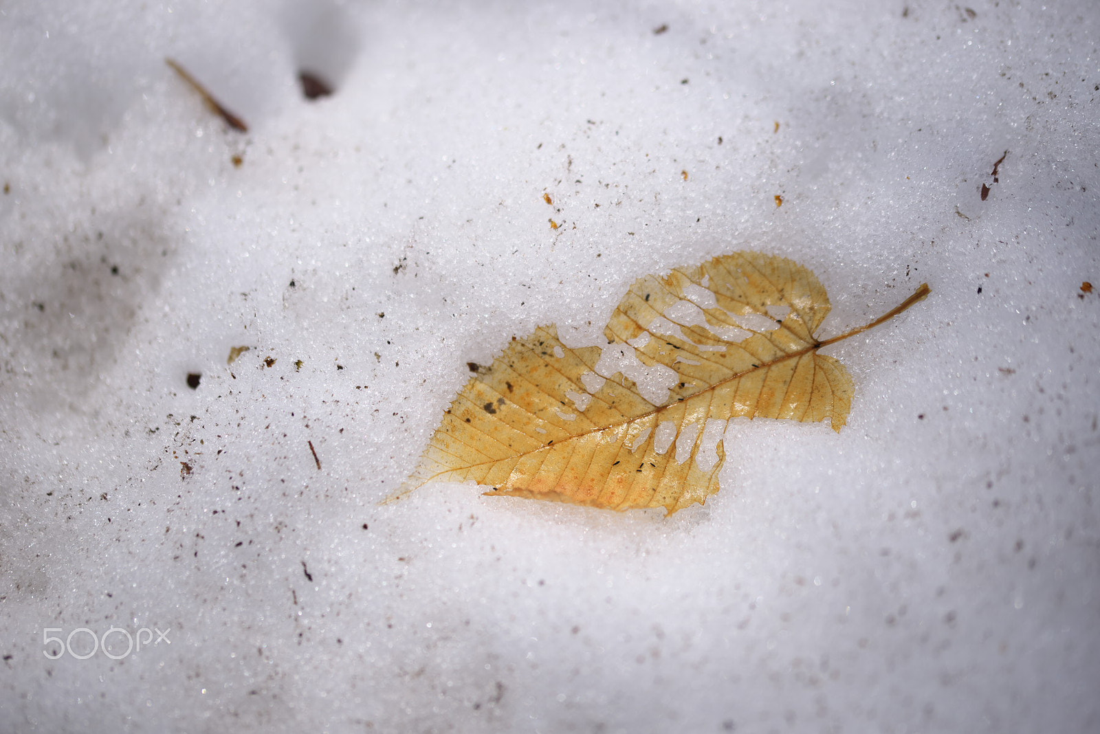 VR 105mm F/2.8 G sample photo. Memory of autumn photography