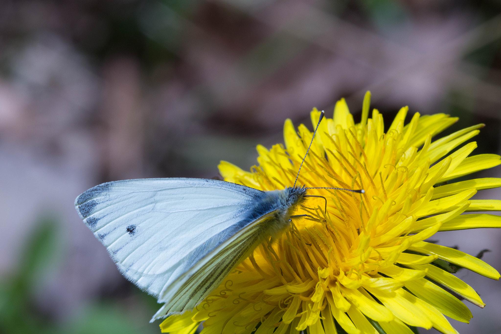 Canon EF 100mm F2.8 Macro USM sample photo. Schmetterling photography