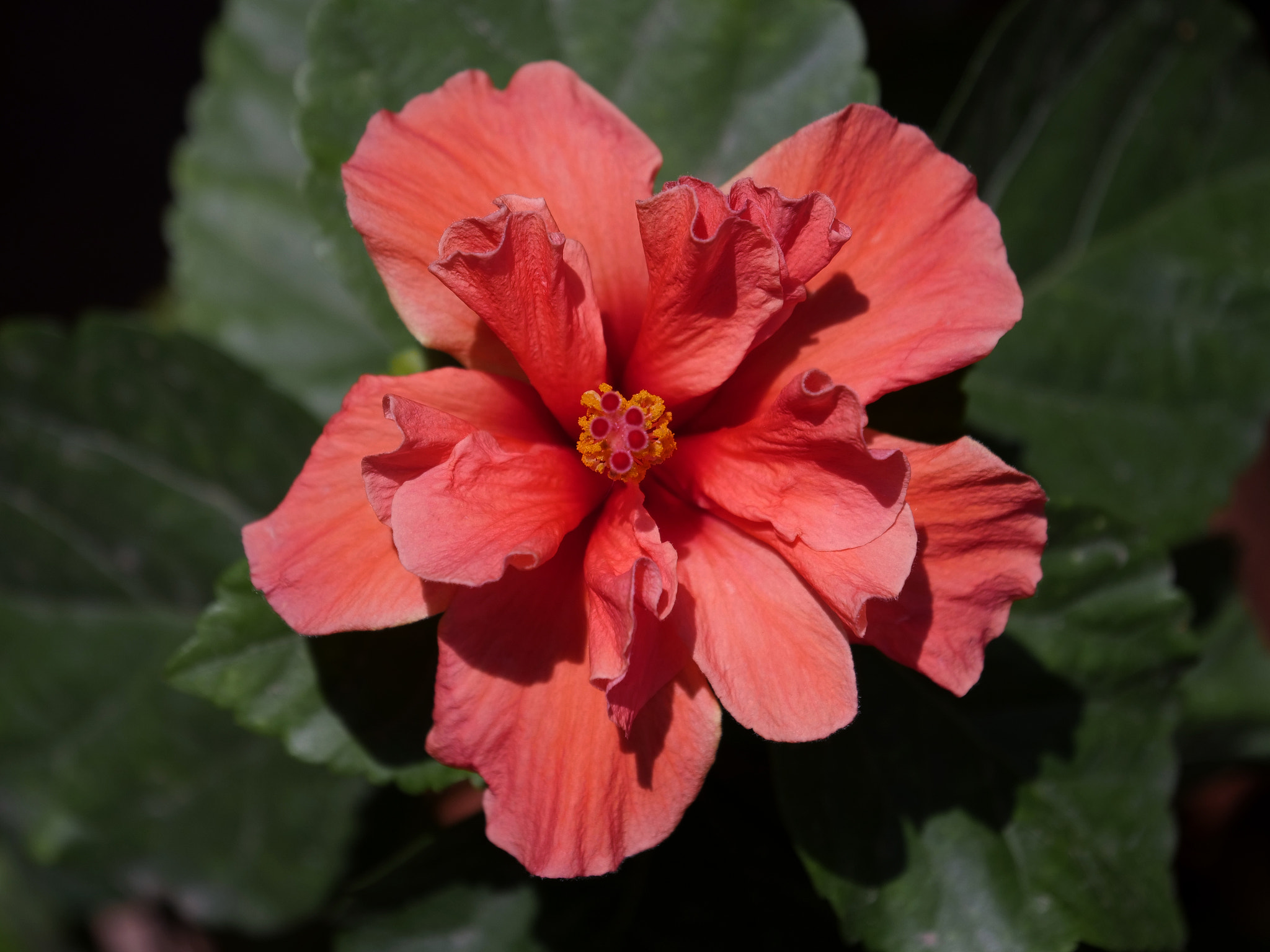 Panasonic Lumix DC-GH5 sample photo. Red hibiscus flower closeup photography