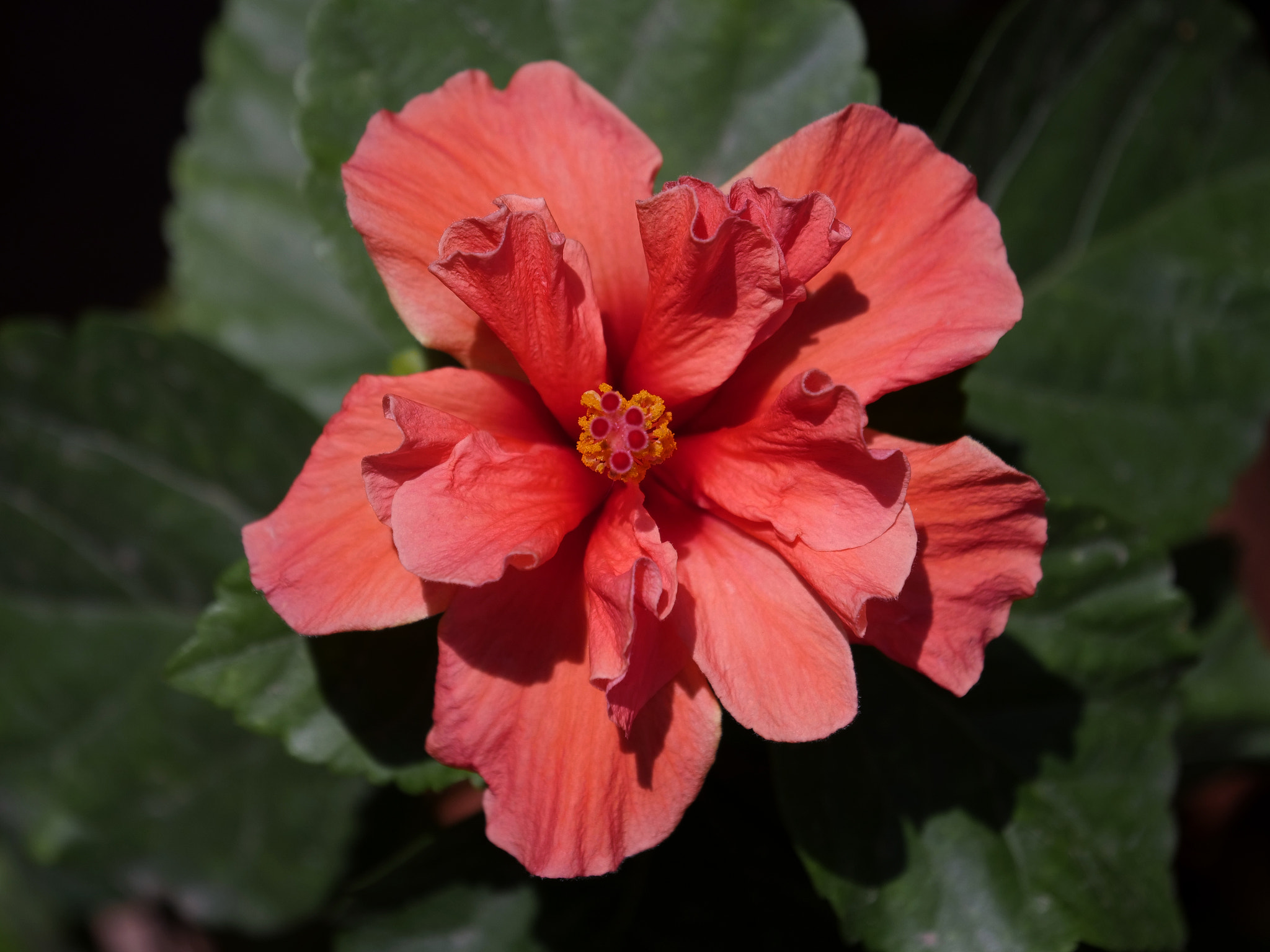LEICA DG 12-60/F2.8-4.0 sample photo. Red hibiscus flower closeup photography