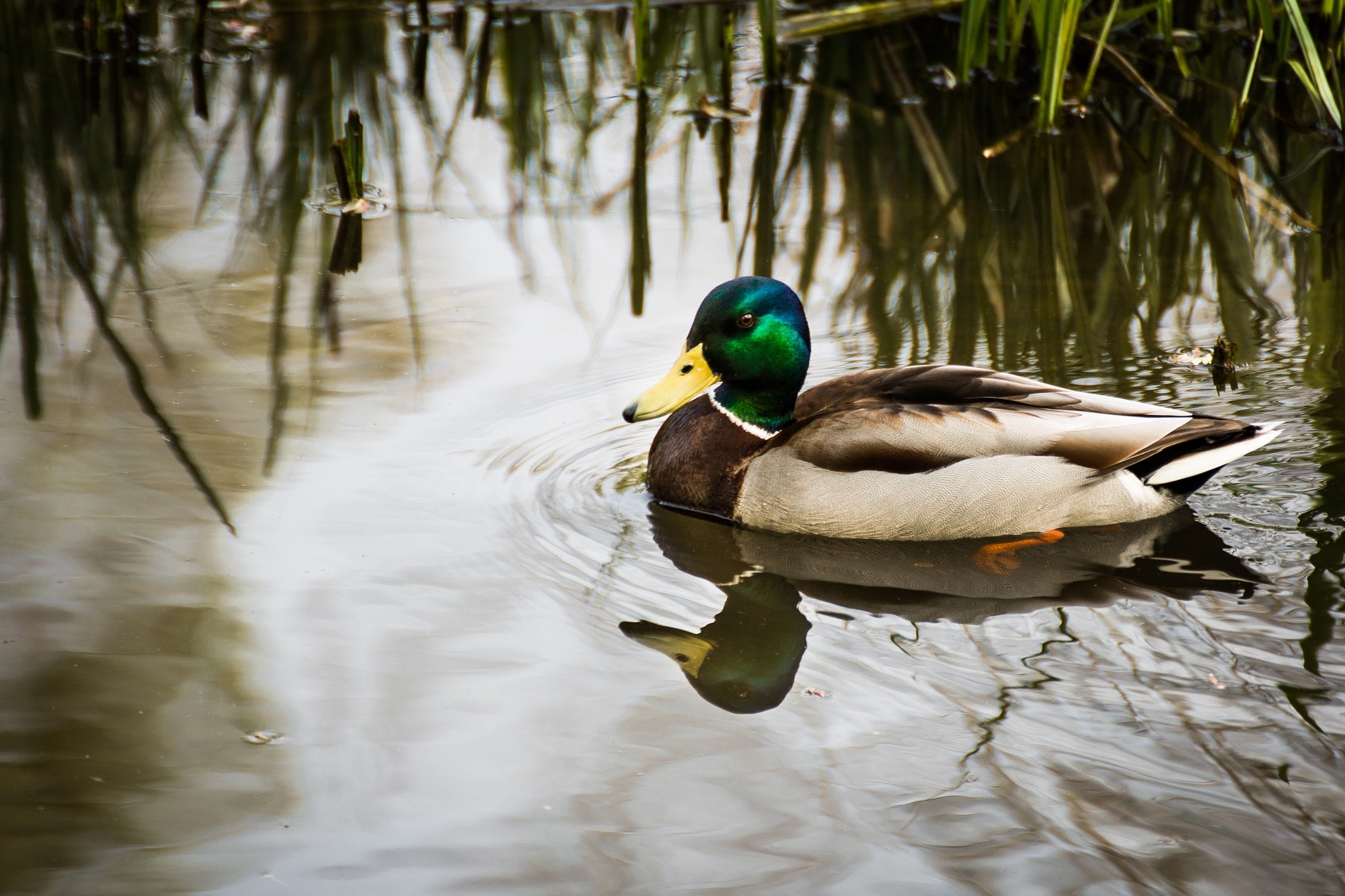 Nikon D5500 sample photo. Drake photography