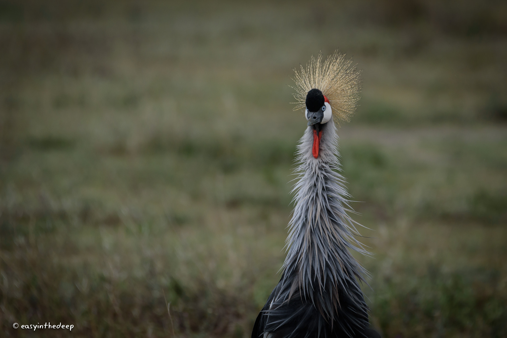Nikon D750 sample photo. Puffed up crested crane in the ngorongoro crater. photography