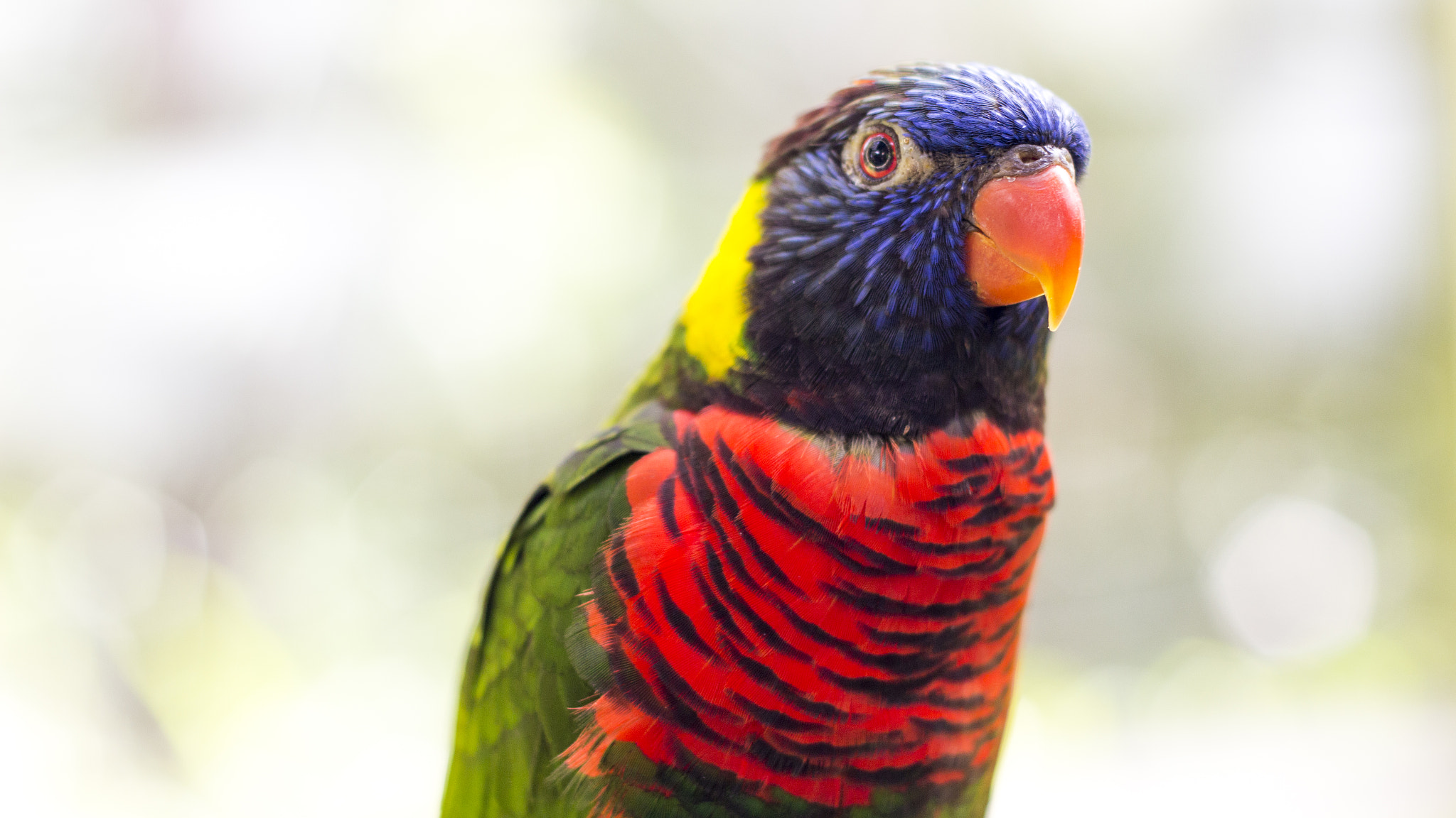 Canon EOS 700D (EOS Rebel T5i / EOS Kiss X7i) + Canon EF 50mm F1.8 II sample photo. Lovebird in kl bird park photography