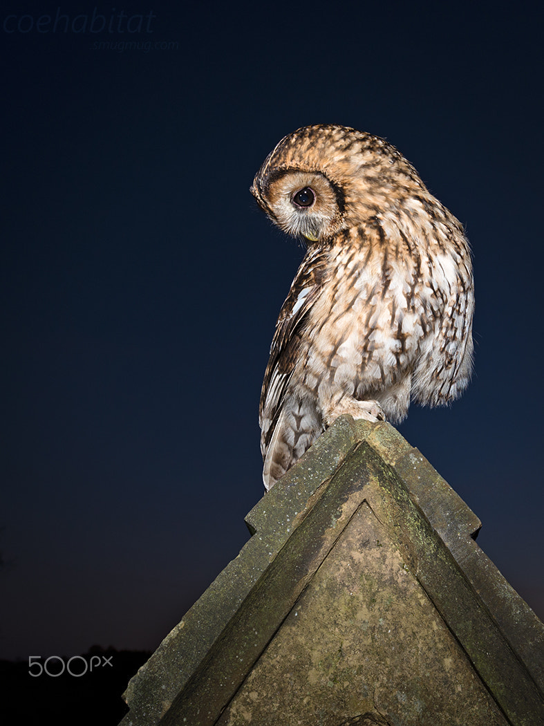 Nikon AF-S Nikkor 17-35mm F2.8D ED-IF sample photo. Wild tawny on stone photography