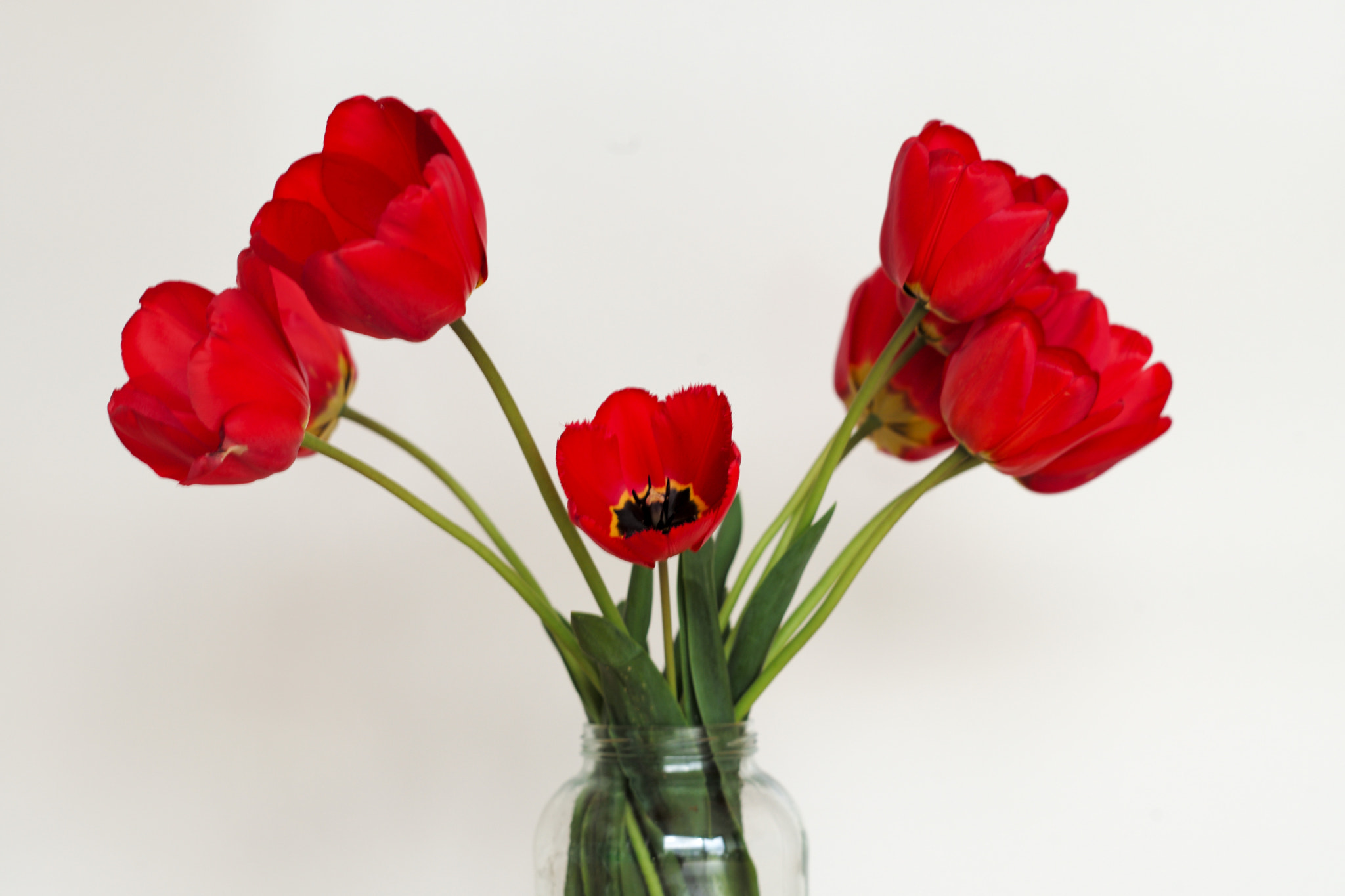 Leica APO-Summicron-M 75mm F2 ASPH sample photo. Tulips in a glass photography