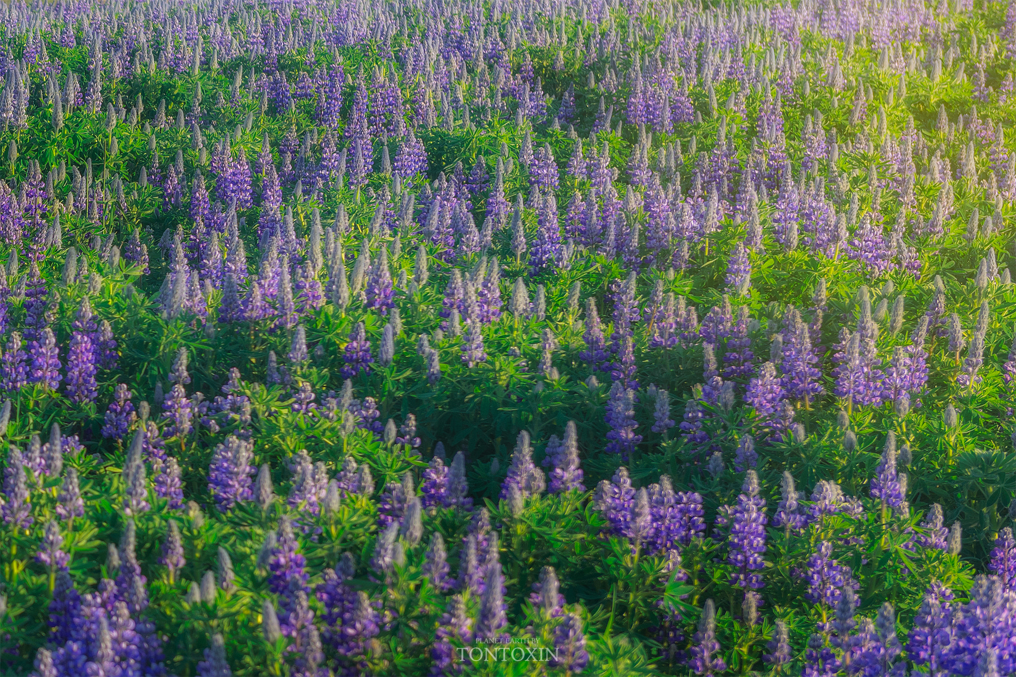 Nikon AF-S Nikkor 24-70mm F2.8G ED sample photo. Lupine mossaic photography