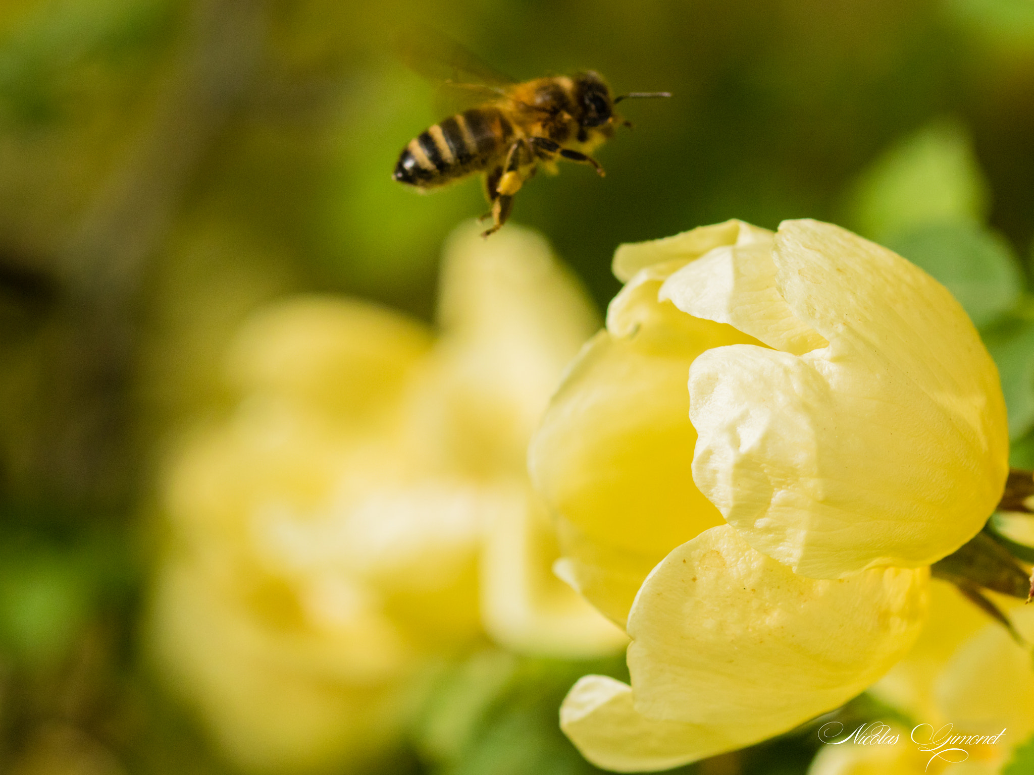 Sigma 105mm F2.8 EX DG OS HSM sample photo. Landing in progress photography