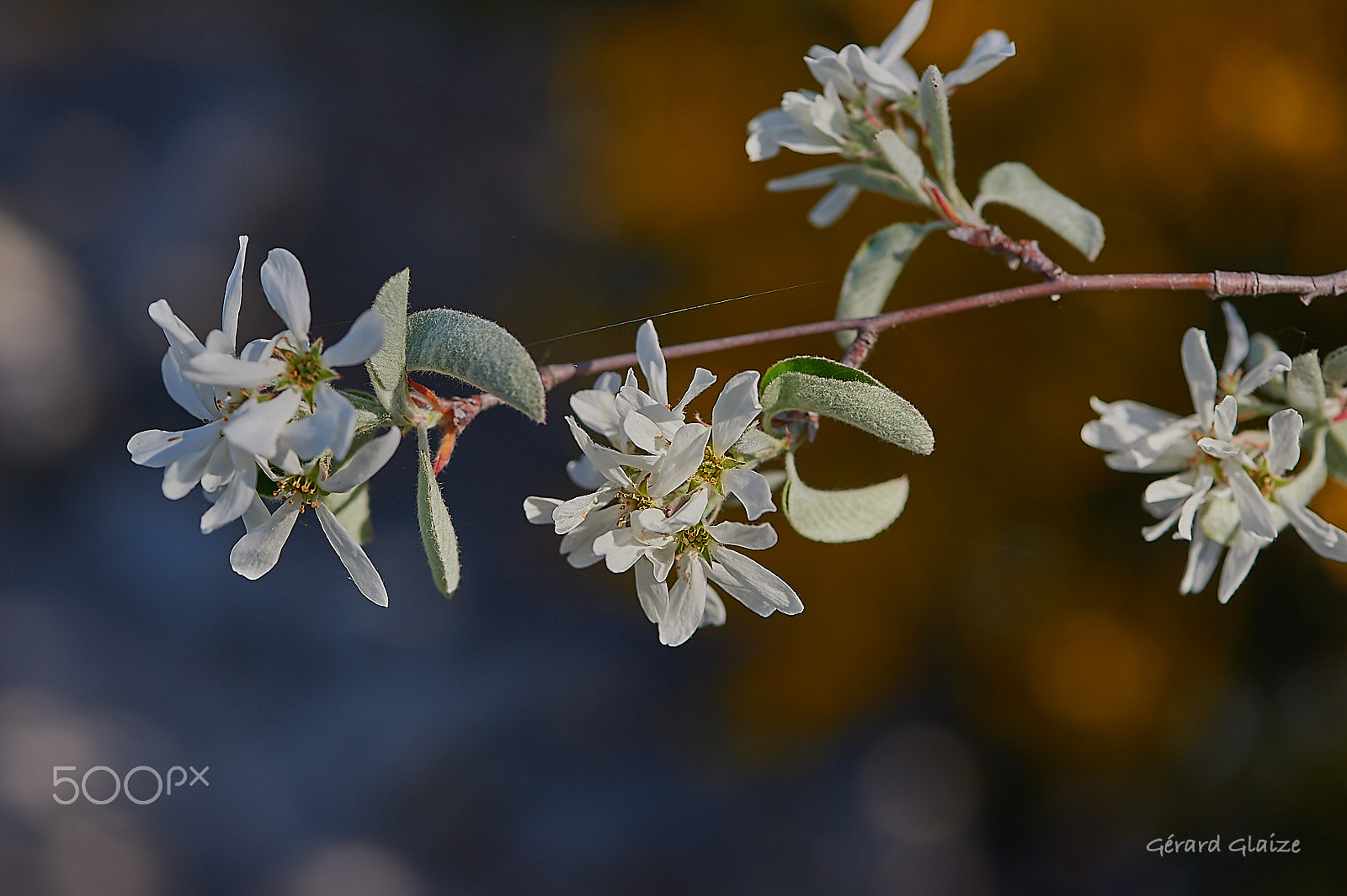 Nikon D4 sample photo. Spring flower photography