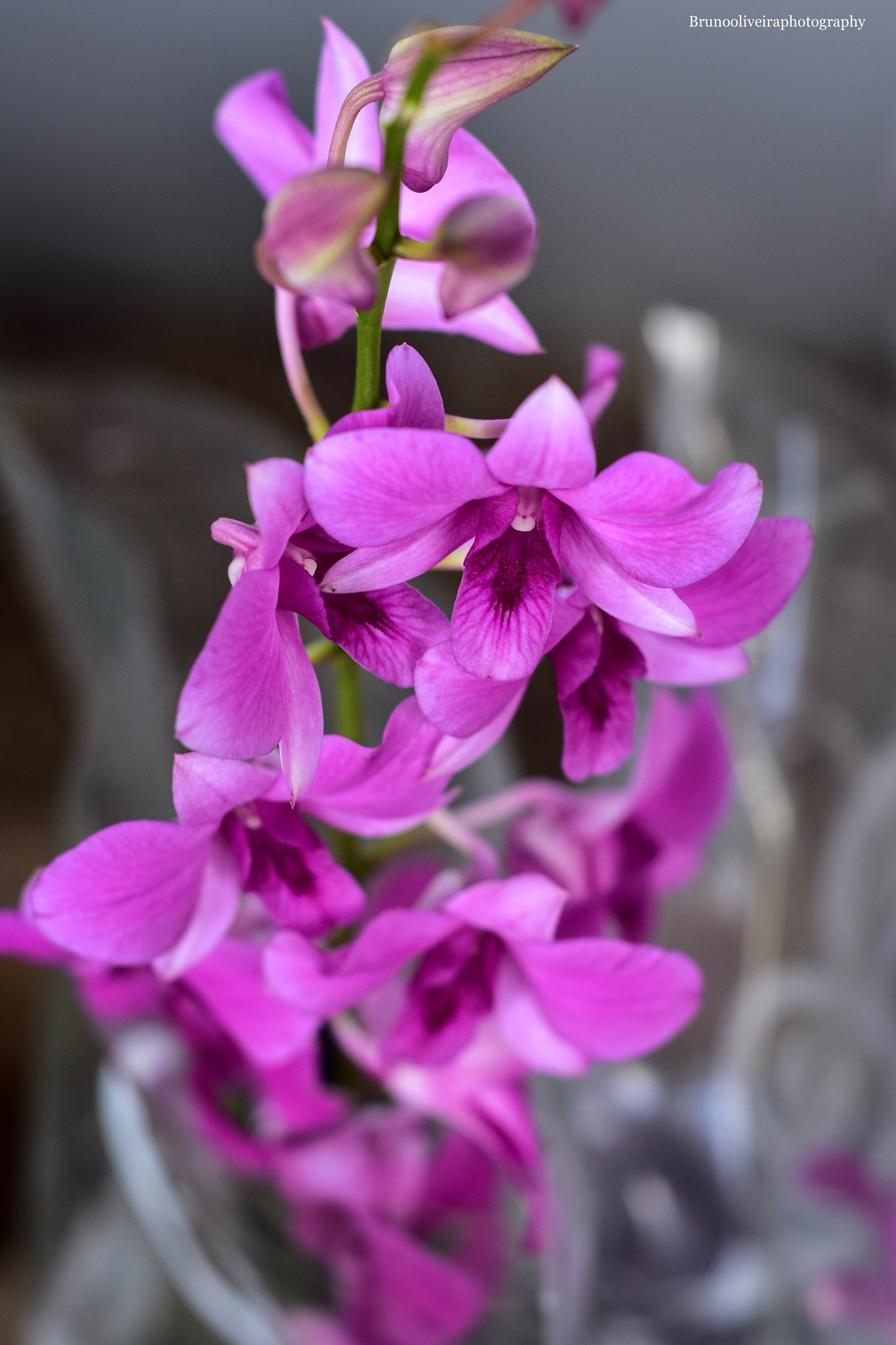 Nikon AF Nikkor 50mm F1.8D sample photo. Flower  photography