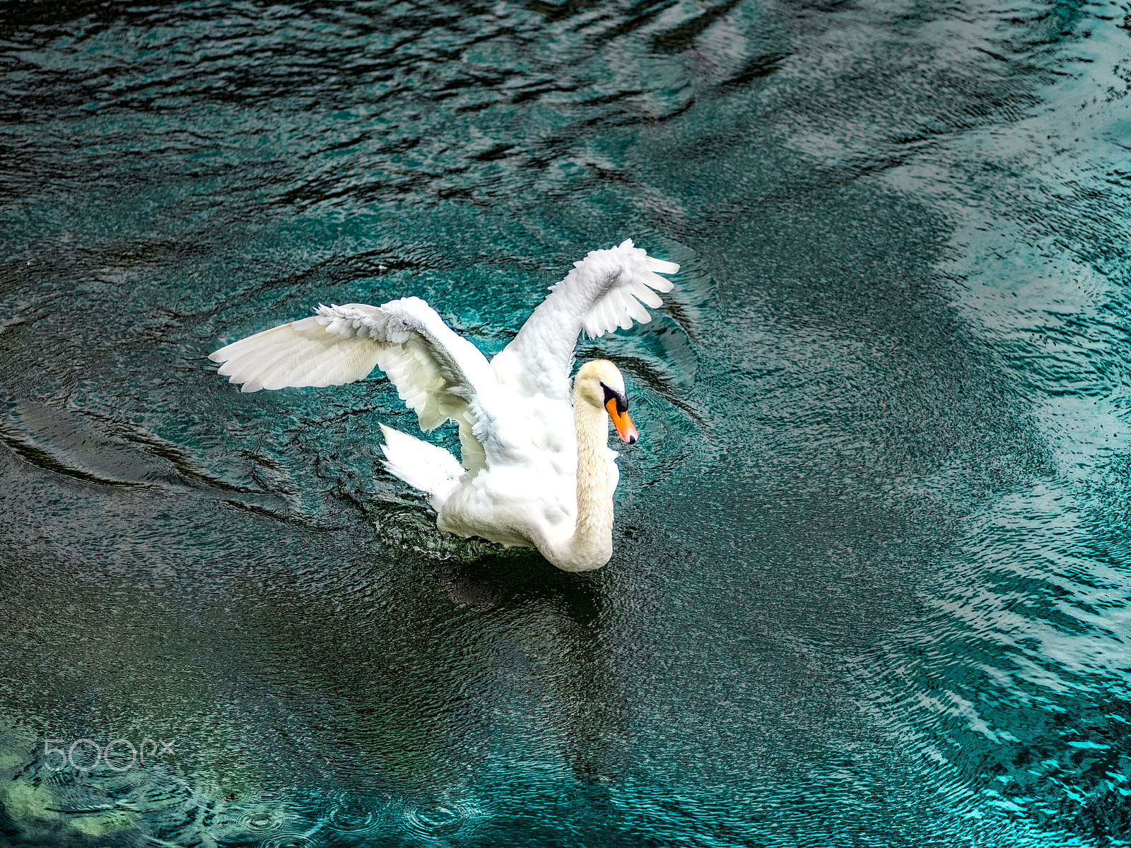 Olympus OM-D E-M1 + Olympus M.Zuiko Digital ED 75mm F1.8 sample photo. "swan love" photography