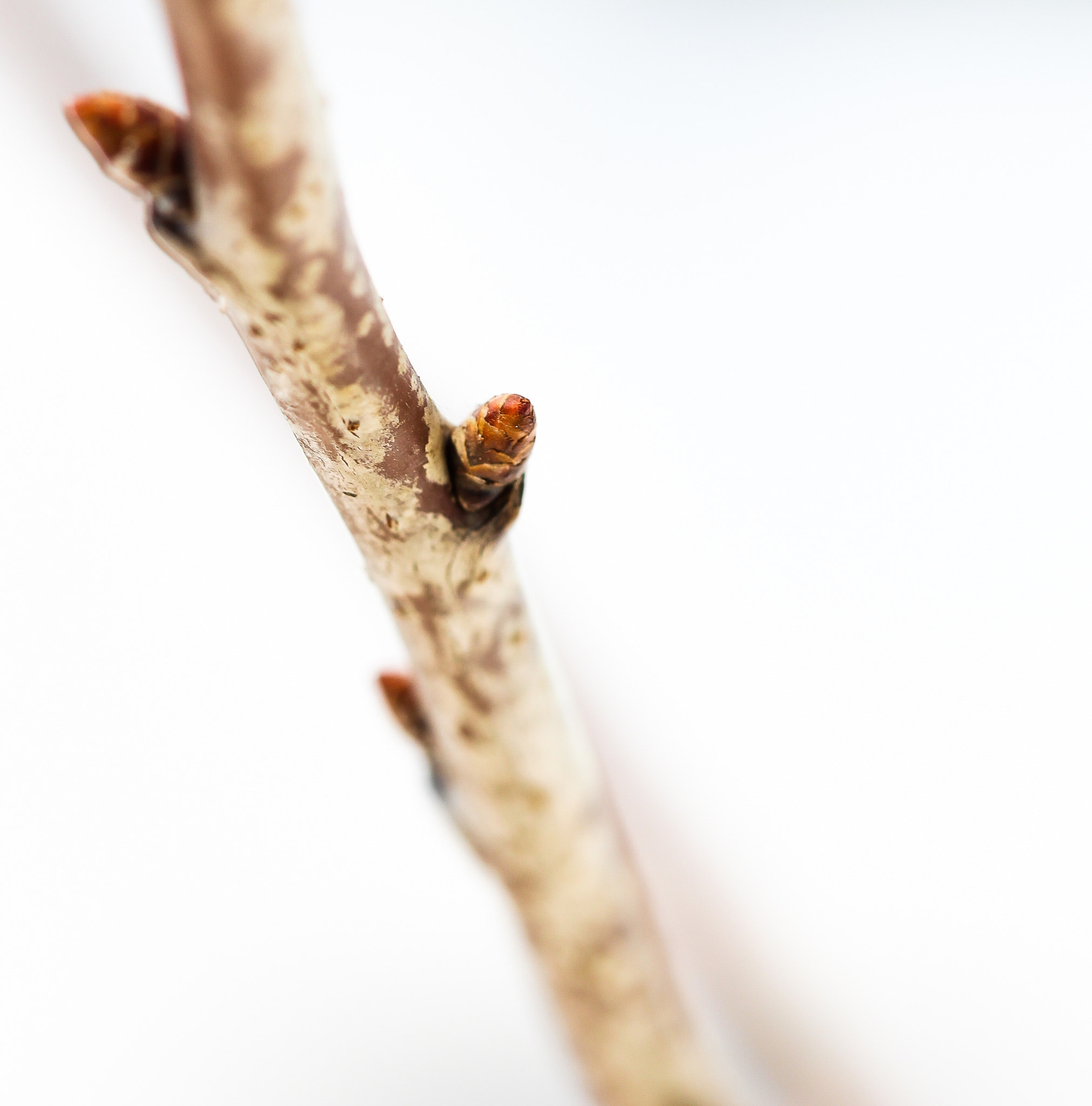 Canon EF 100mm F2.8 Macro USM sample photo. New life photography