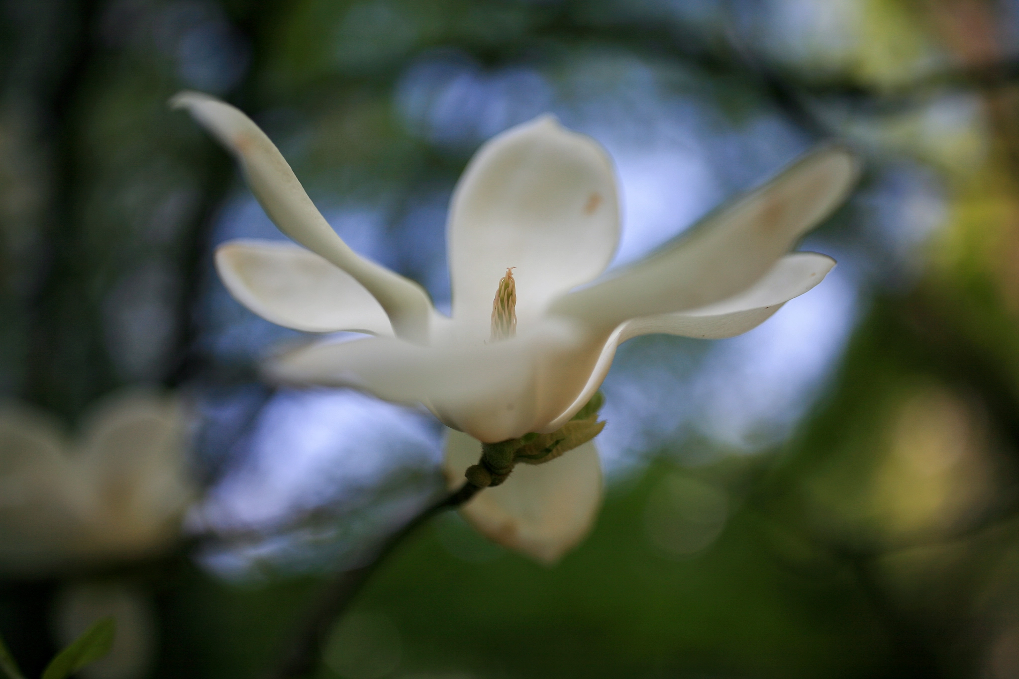 Canon EF 35mm F1.4L II USM sample photo. Img photography