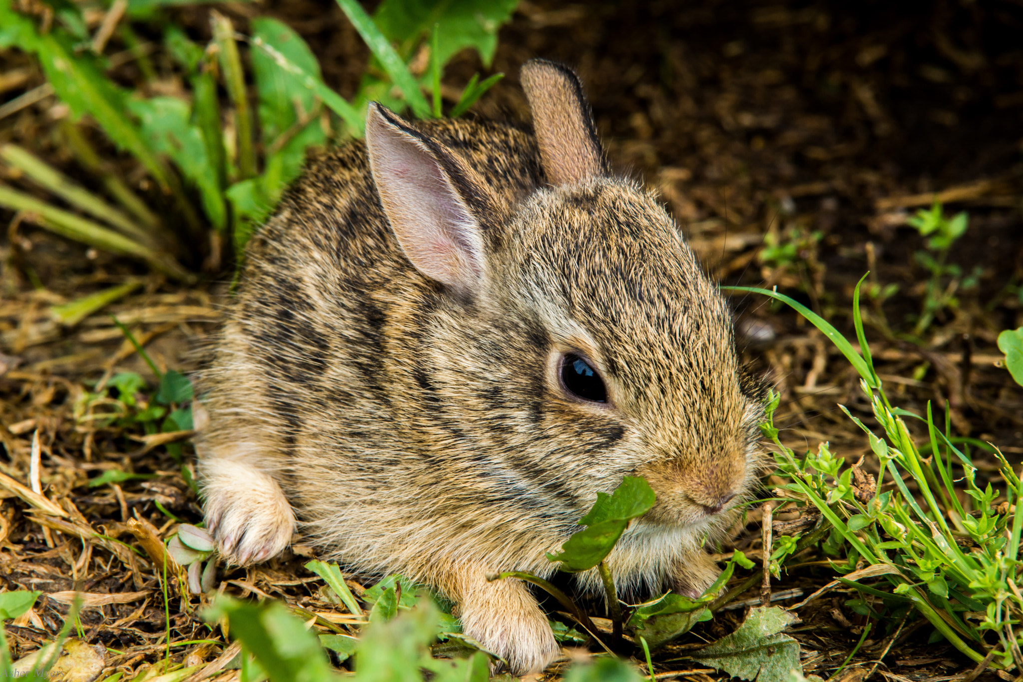 Sony SLT-A77 sample photo. Bunny photography