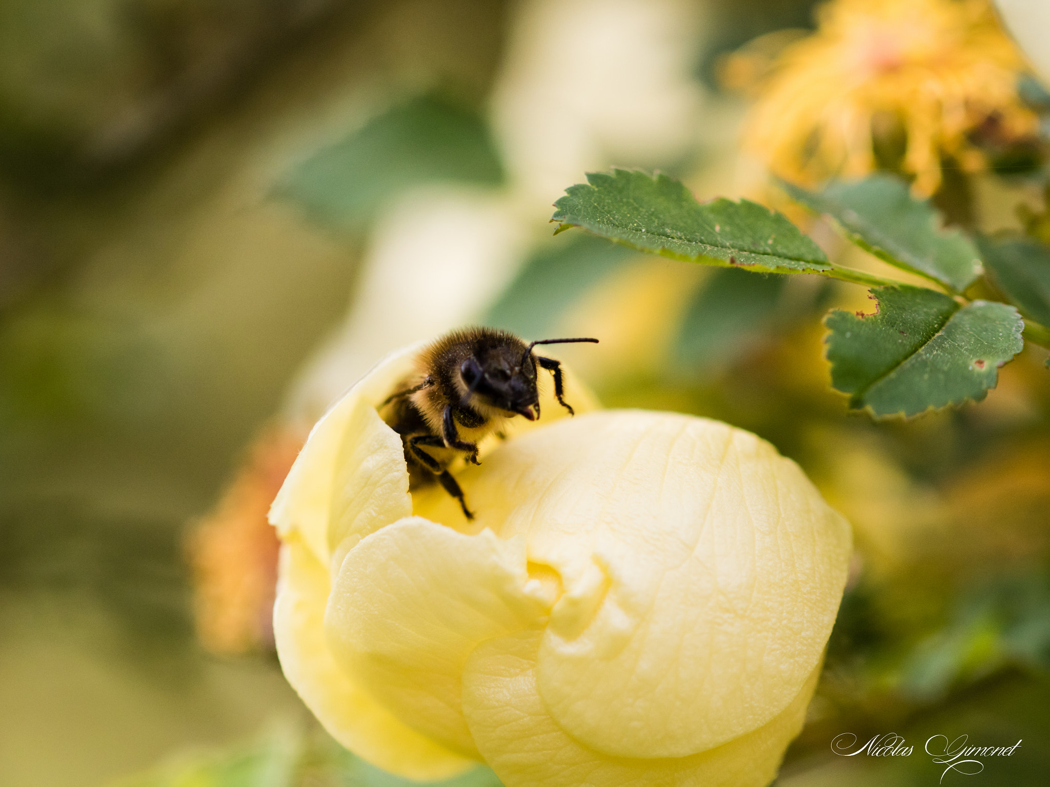 Canon EOS 750D (EOS Rebel T6i / EOS Kiss X8i) + Sigma 105mm F2.8 EX DG OS HSM sample photo. Hello mrs. bee photography