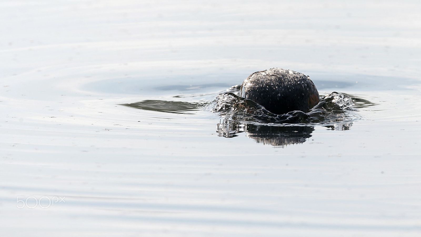 Canon EOS-1D X + Canon EF 500mm F4L IS USM sample photo. Diving great crested grebe photography