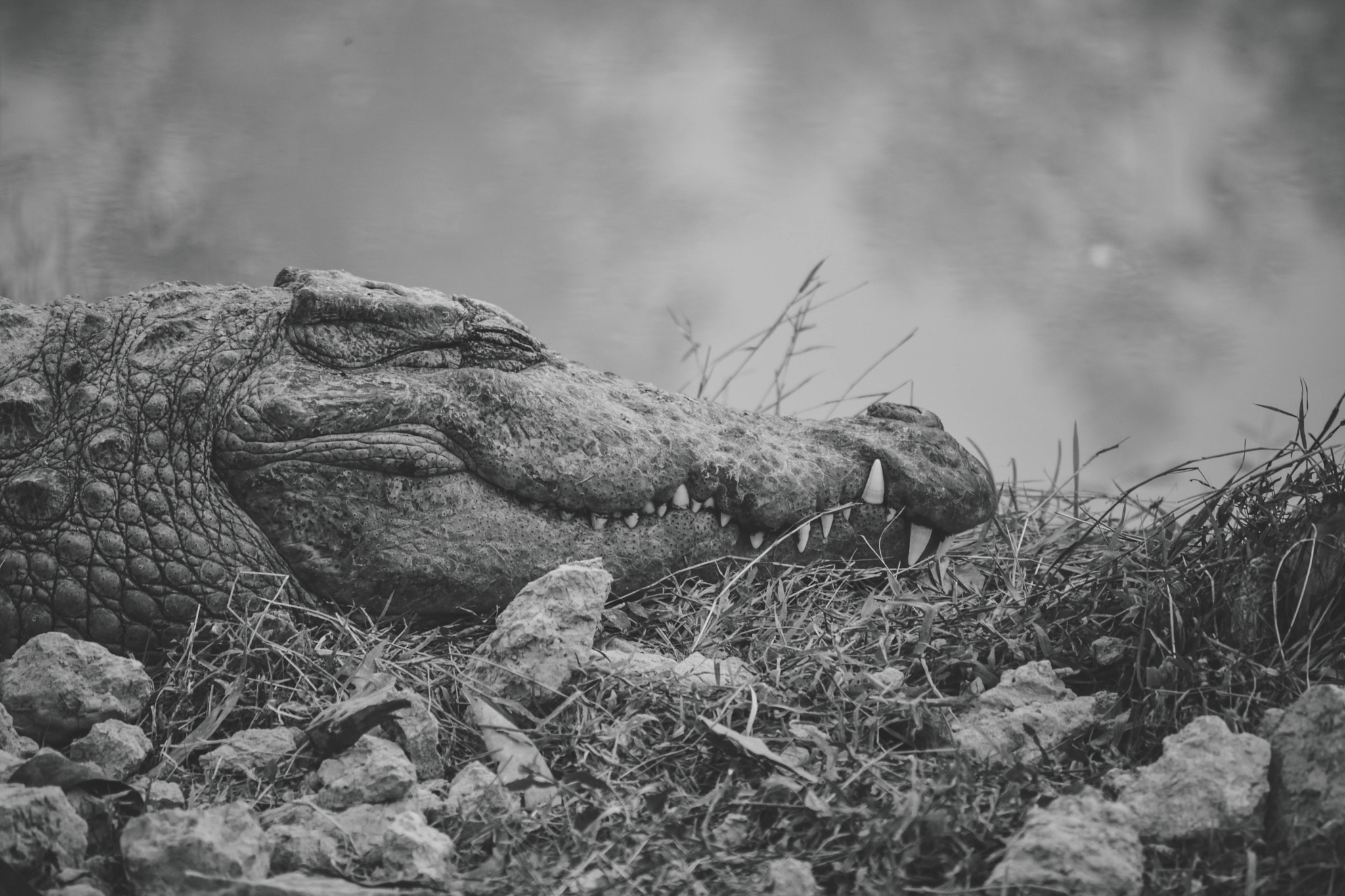 Nikon D5200 sample photo. Alligator photography
