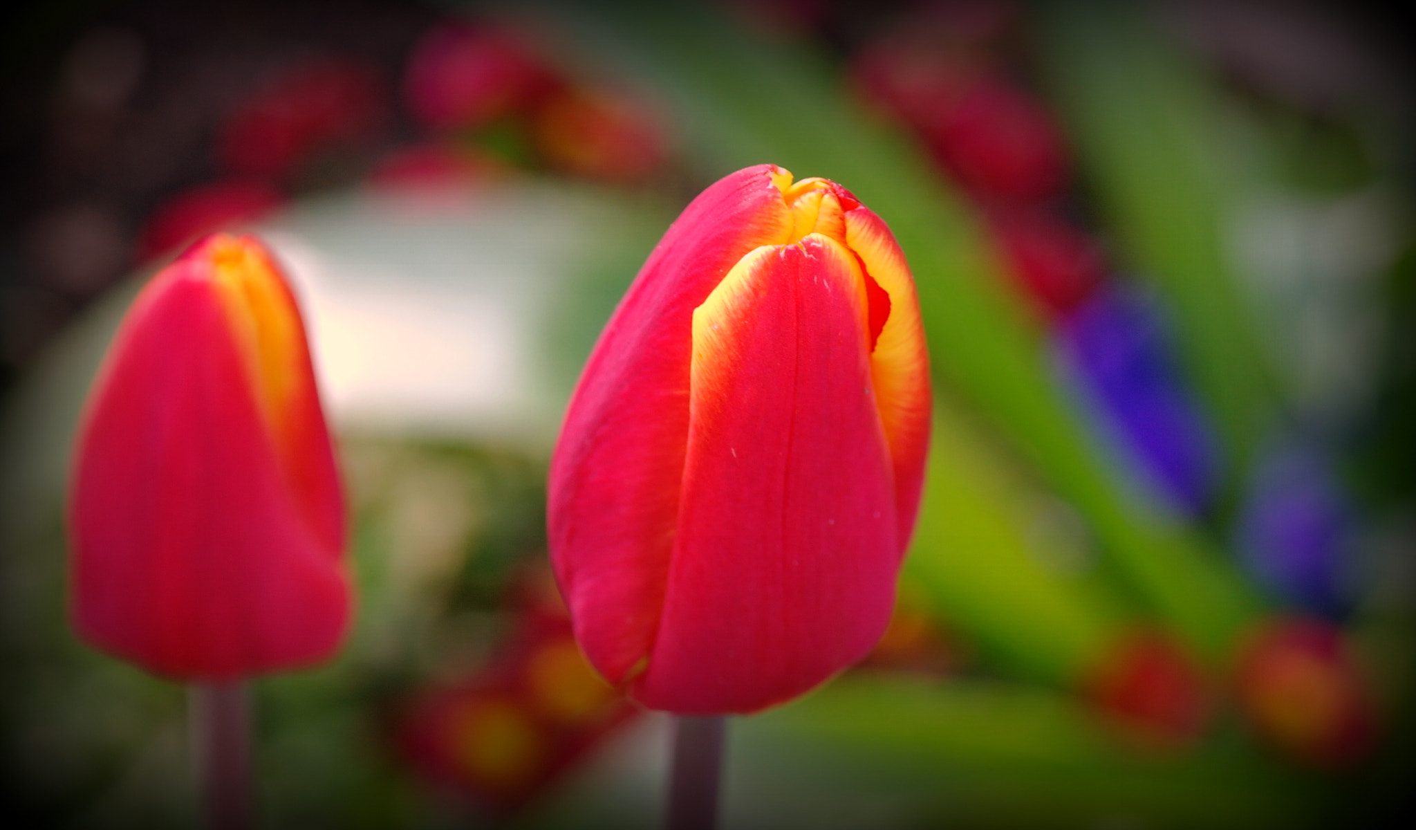 Samsung NX10 sample photo. "klassische tulpe" photography