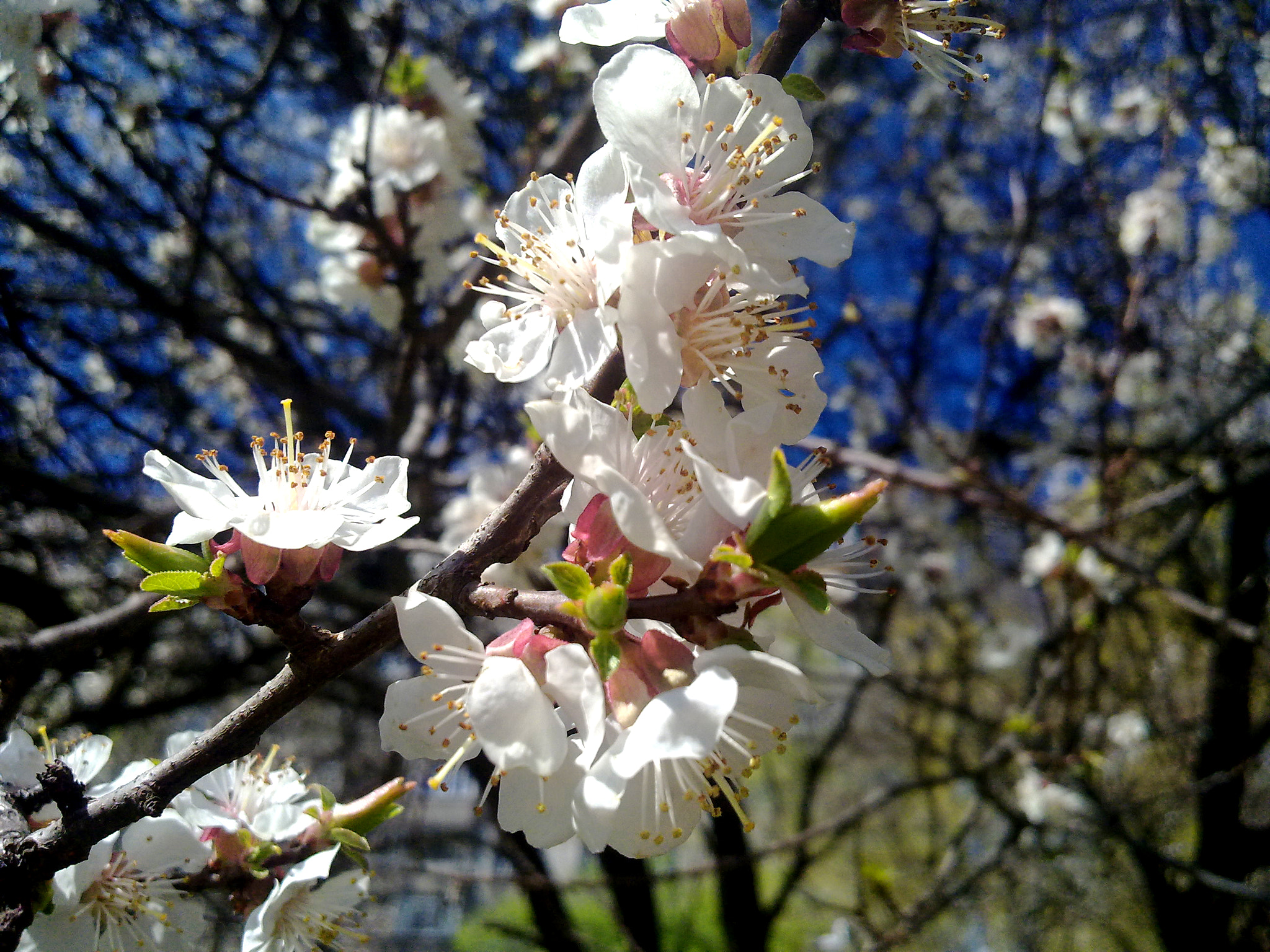 Nokia N97 sample photo. Spring apricot photography