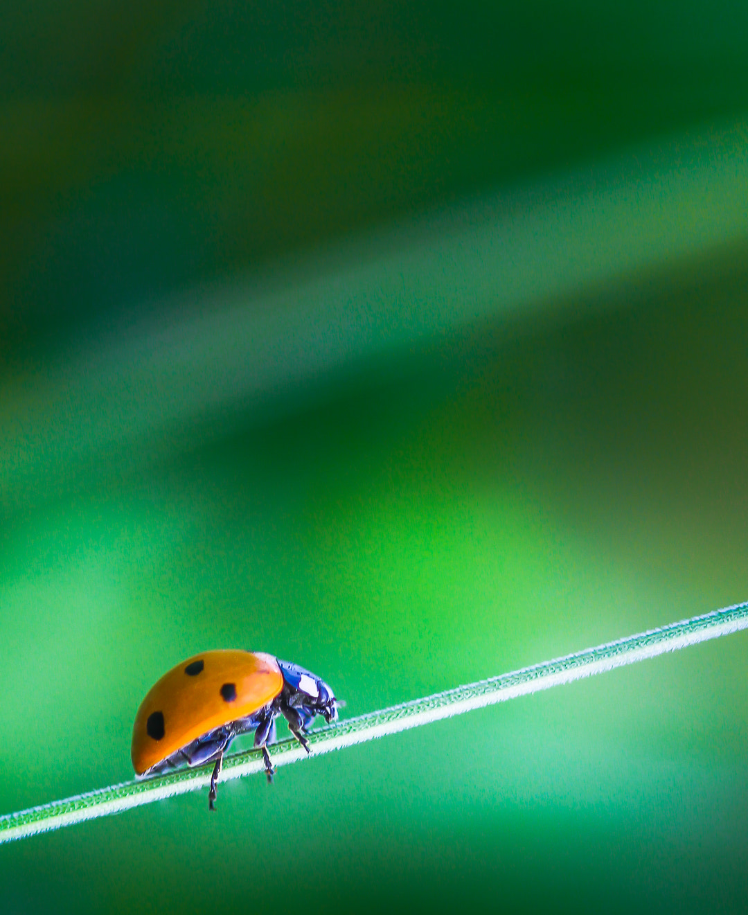 Canon EF 100mm F2.8 Macro USM sample photo. Walk on a wire photography