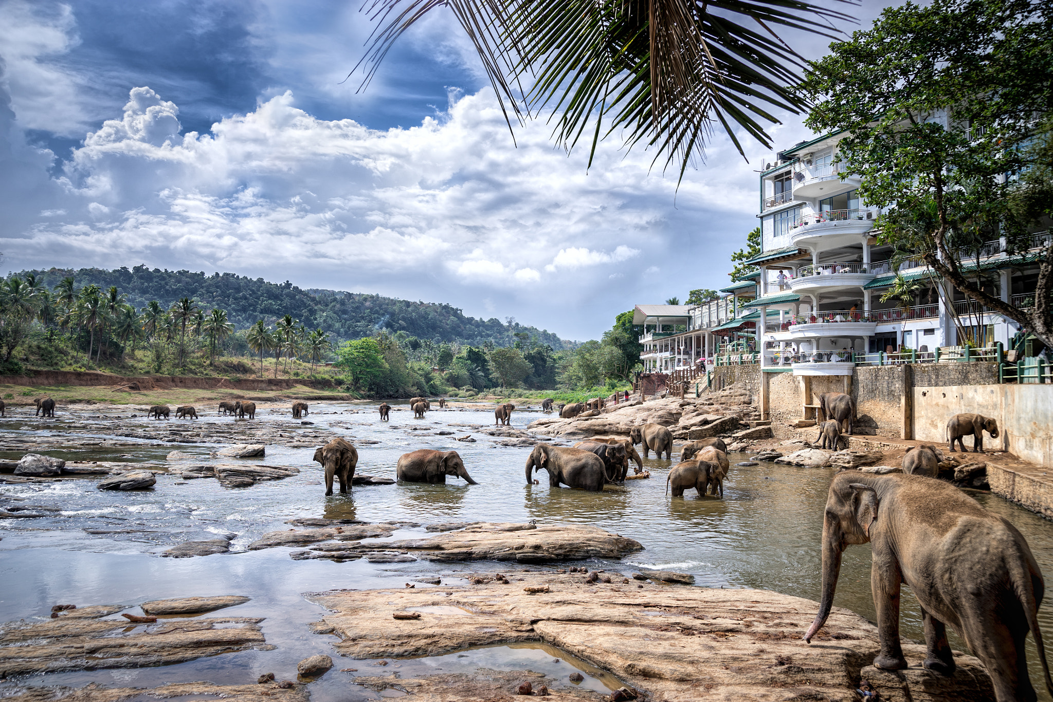 24-105mm F4 sample photo. Pinnawala elephants photography