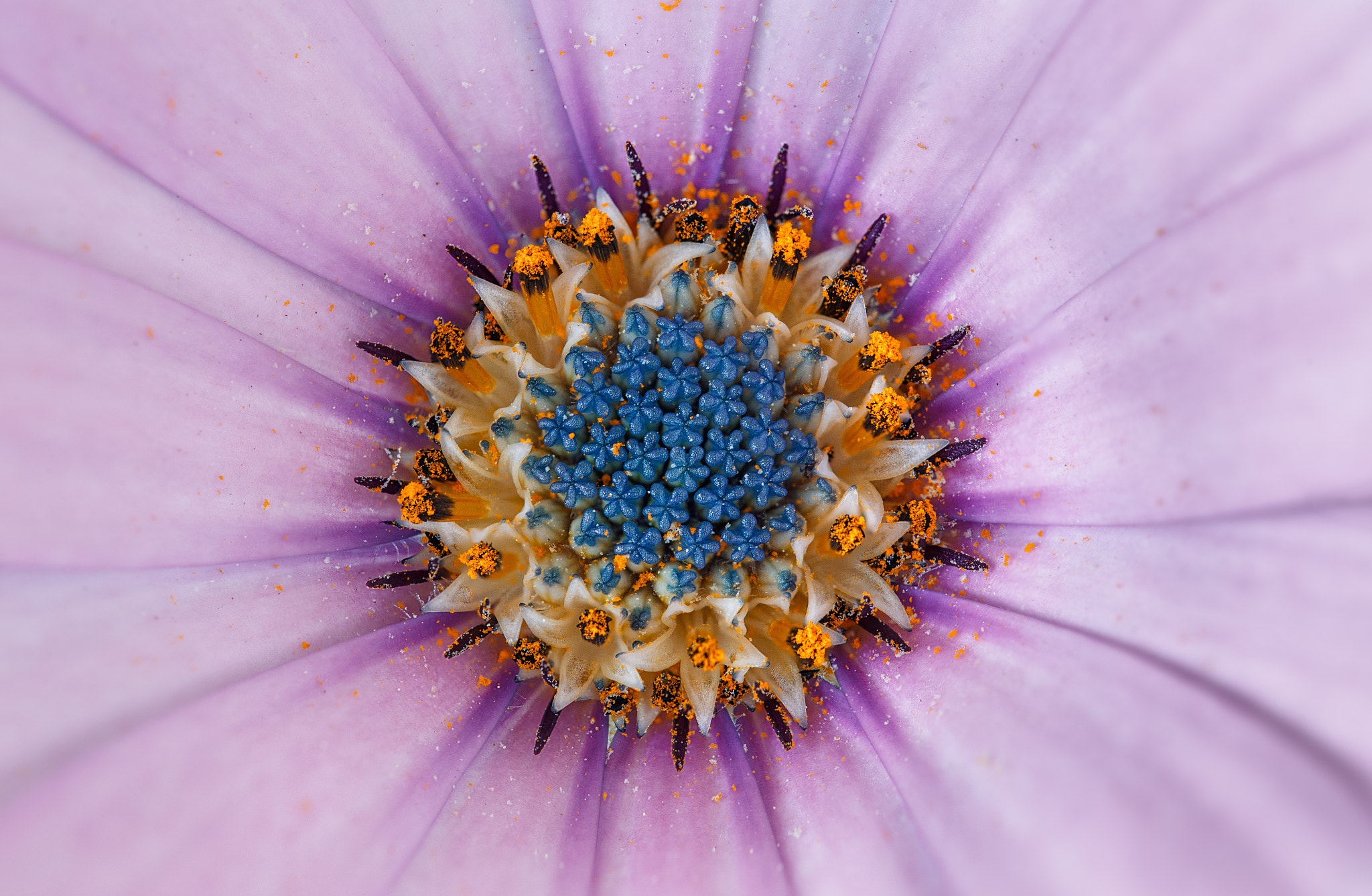 Canon EF 100mm F2.8L Macro IS USM sample photo. Margarita photography
