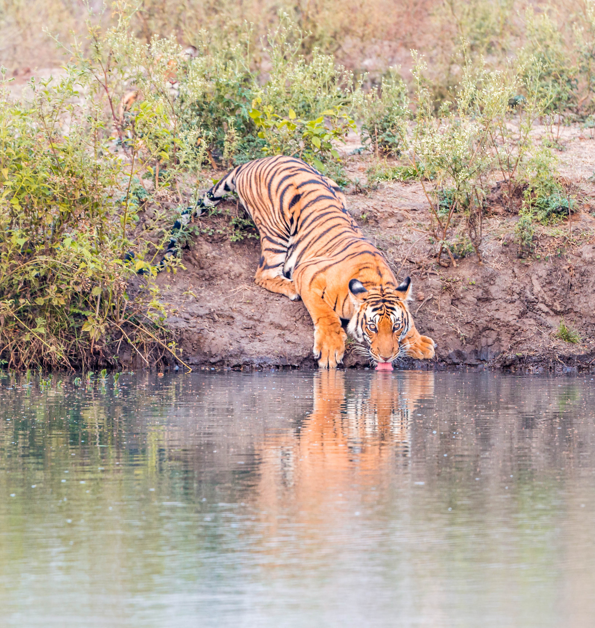 Canon EF 500mm F4L IS USM sample photo. Global temperatures have been steadily rising the  ... photography