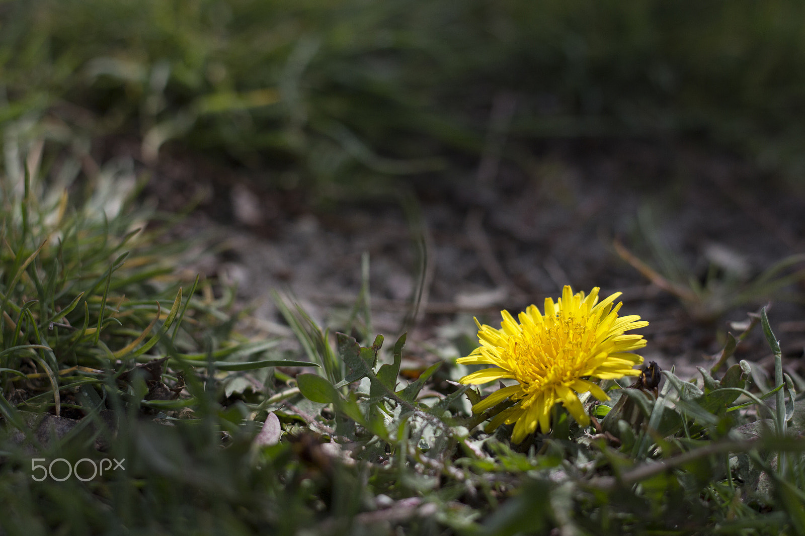 Canon EOS 650D (EOS Rebel T4i / EOS Kiss X6i) + Canon EF 50mm F1.8 STM sample photo. Dandelion photography