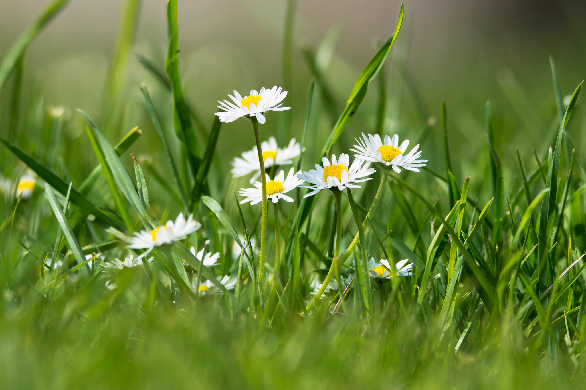 Nikon D7200 sample photo. Petites fleurs printanières photography