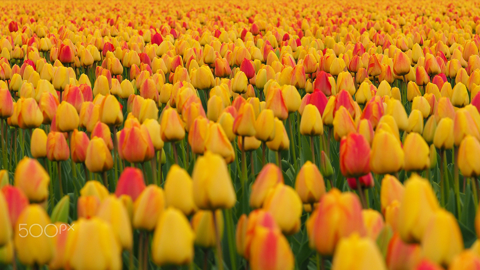 Olympus OM-D E-M1 Mark II sample photo. Tulip field in the netherlands photography
