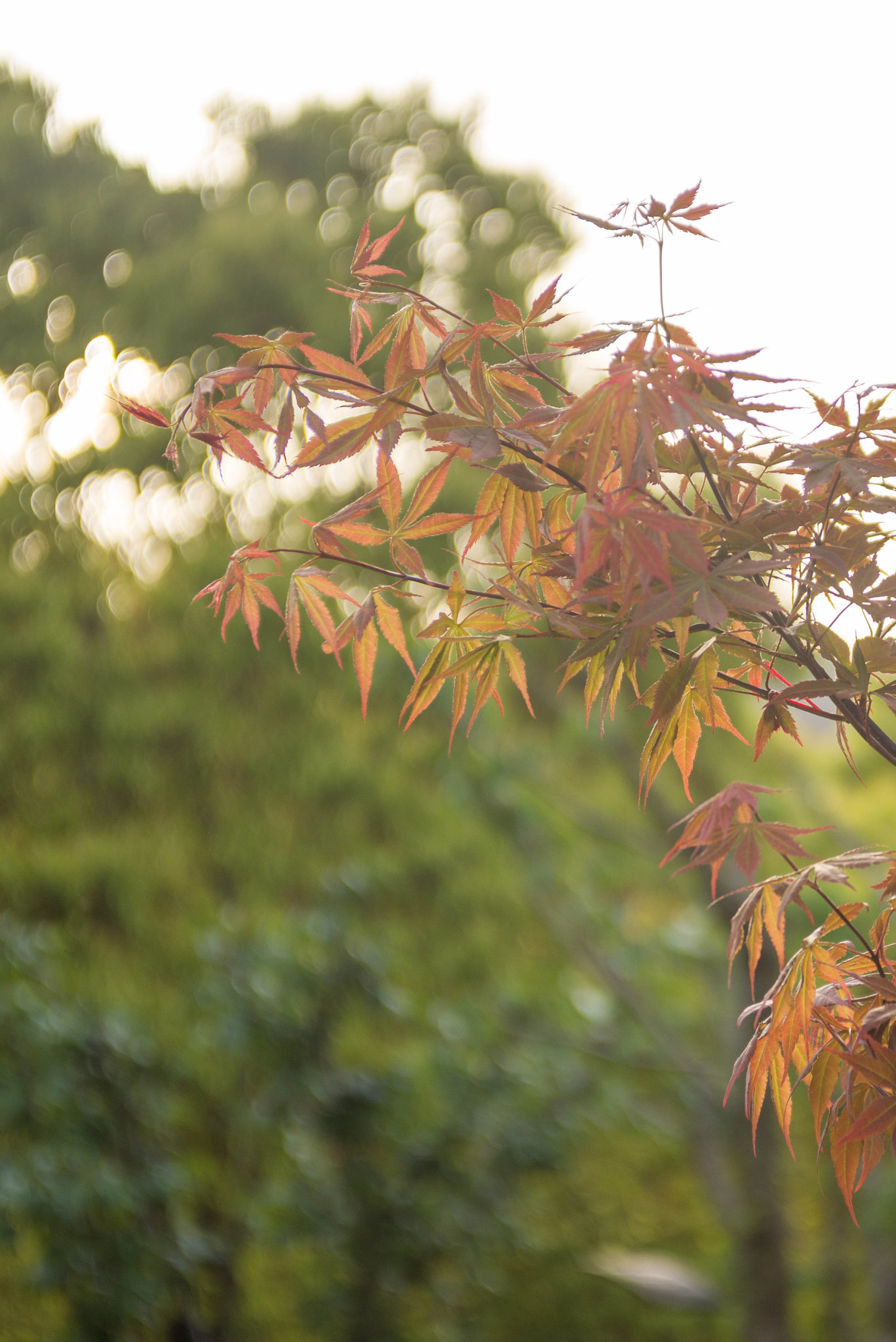 Nikon D610 sample photo. Maple in chinese campus photography