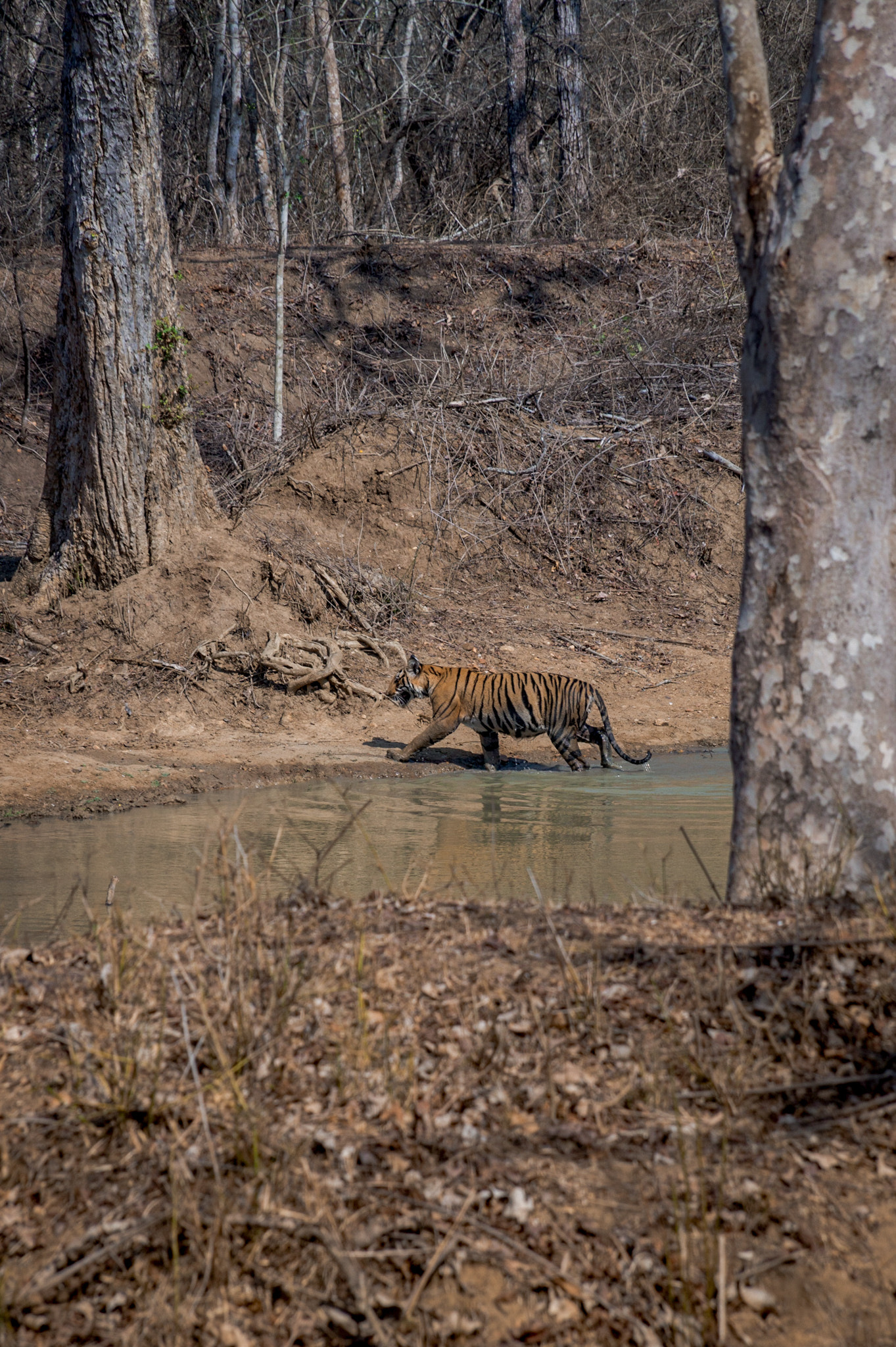 Sony DT 18-135mm F3.5-5.6 SAM sample photo. Subadult female tiger photography