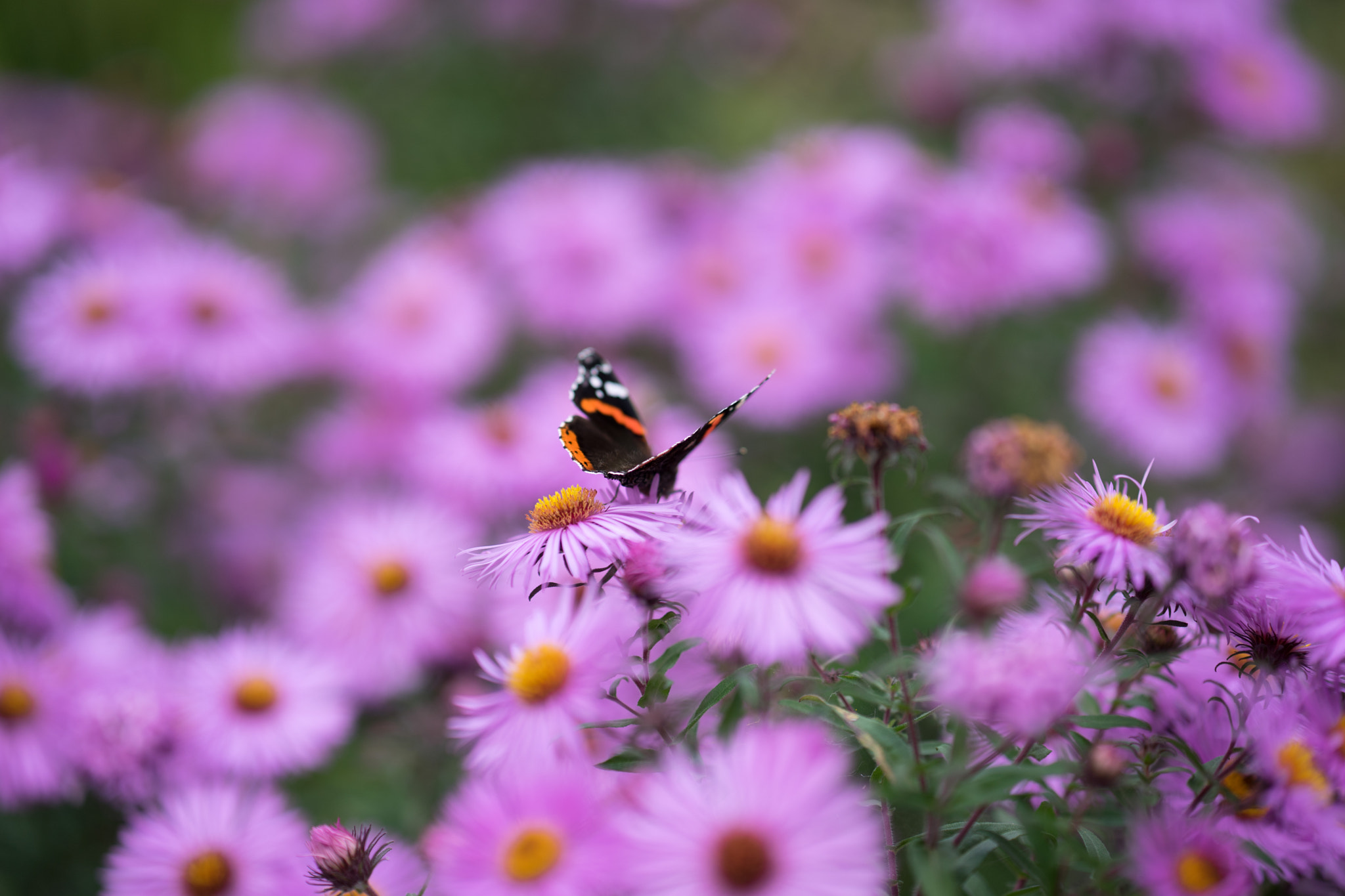 Sony a7 + ZEISS Batis 85mm F1.8 sample photo. Spring photography