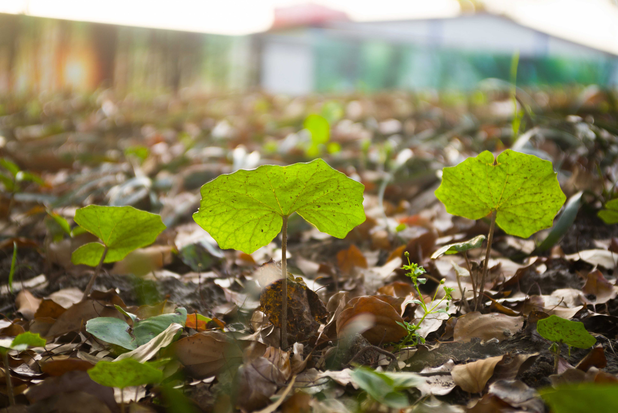 Nikon D610 sample photo. Grass in the university photography