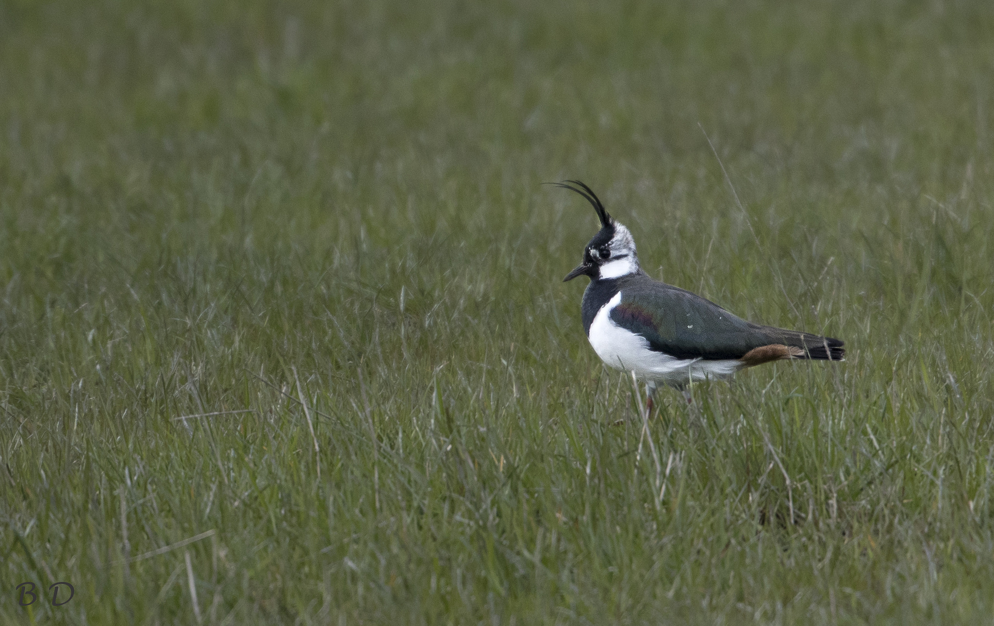 Canon EOS-1D X Mark II sample photo. Northern lapwing photography