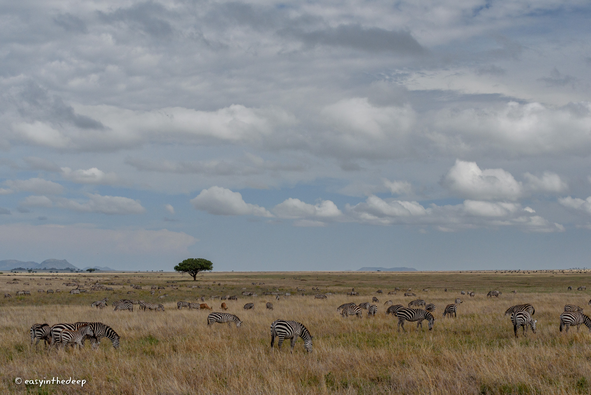 Nikon D750 + Nikon AF-S Nikkor 70-200mm F4G ED VR sample photo. Zebra herds on the plains of the serengeti. photography