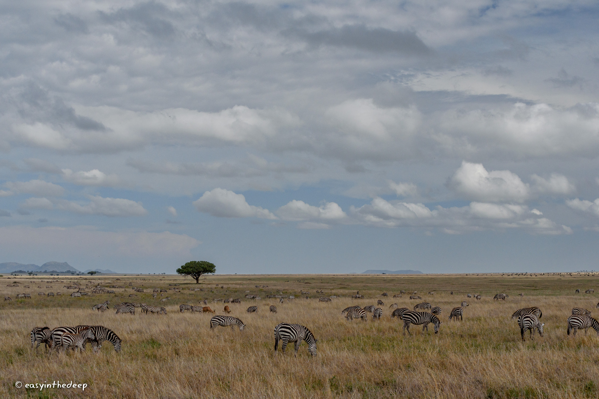 Nikon AF-S Nikkor 70-200mm F4G ED VR sample photo. Zebra herds on the plains of the serengeti. photography
