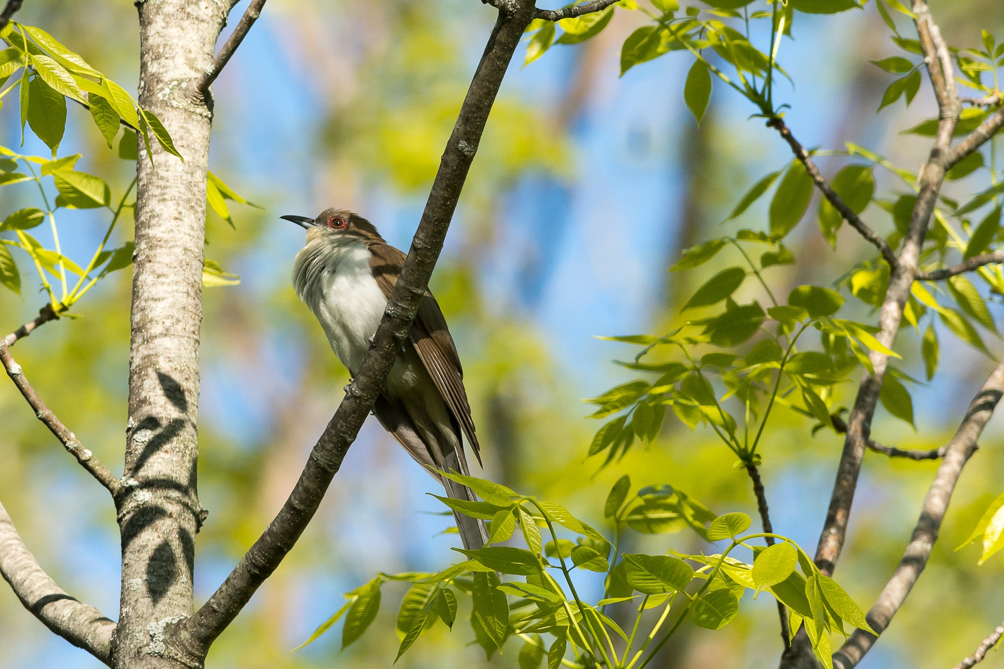 Nikon D7100 + Nikon AF-S Nikkor 300mm F4D ED-IF sample photo. Black-billed cuckoo photography