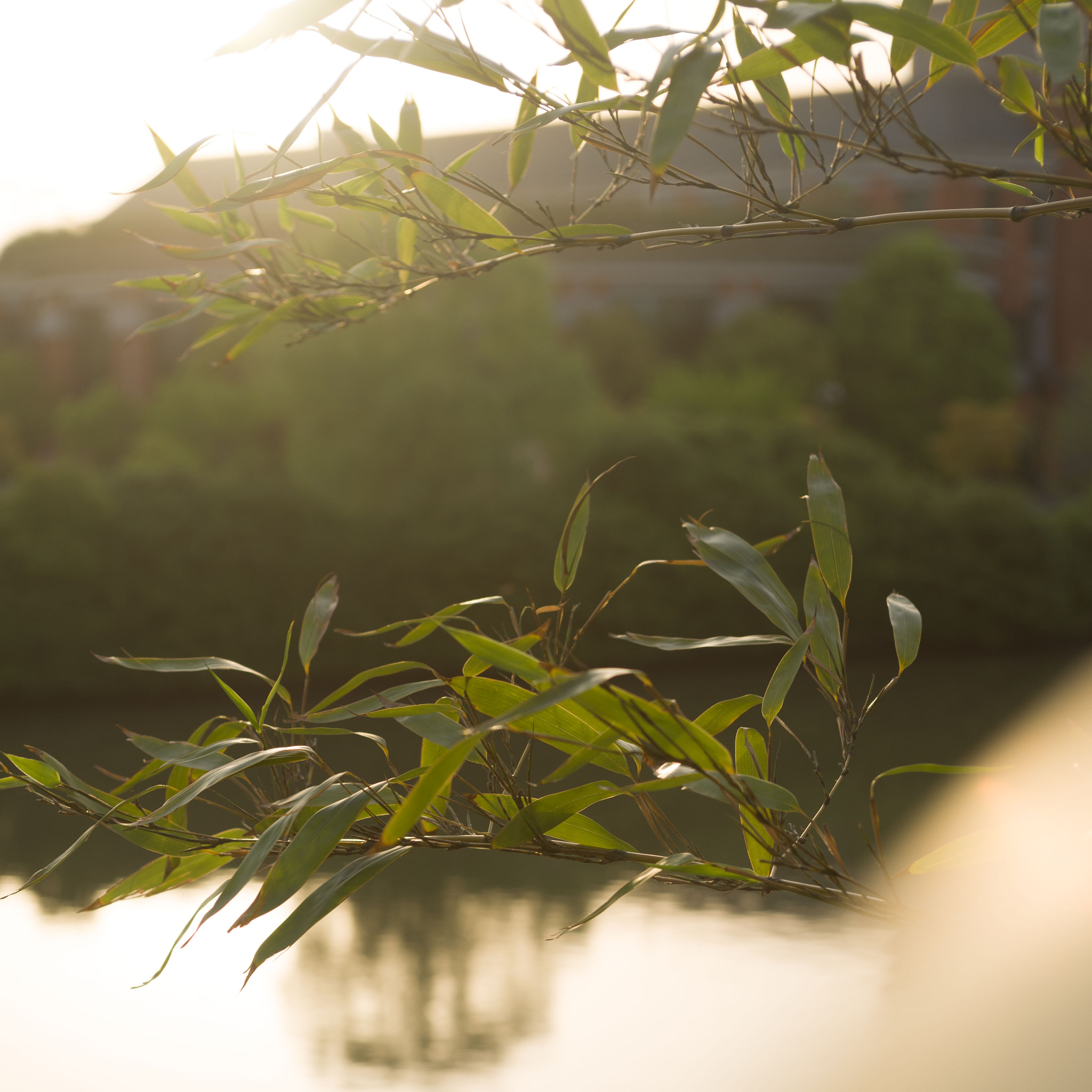 Nikon D610 sample photo. Bamboo leaves in the sunset photography