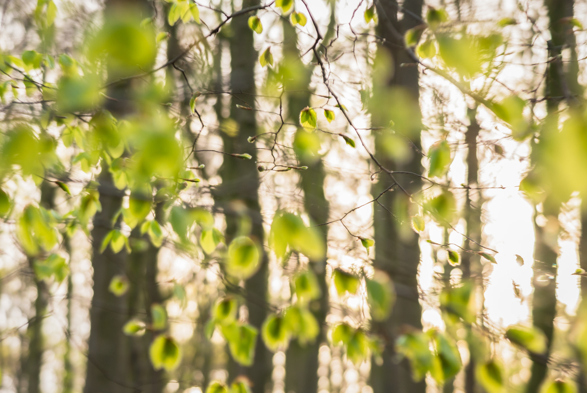 Nikon AF-S Micro-Nikkor 105mm F2.8G IF-ED VR sample photo. Fresh green photography