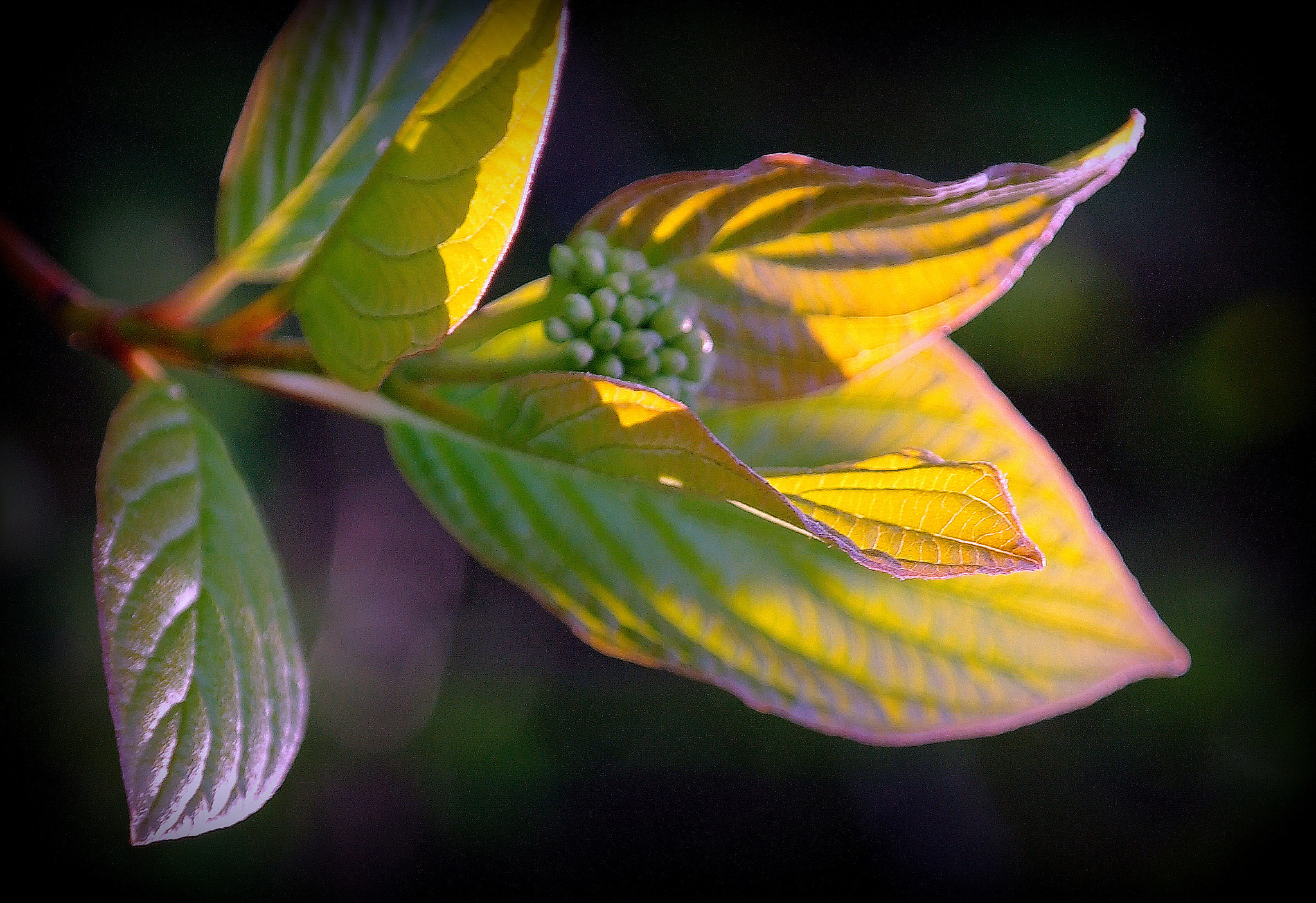 Samsung NX10 sample photo. "im gegenlicht" photography