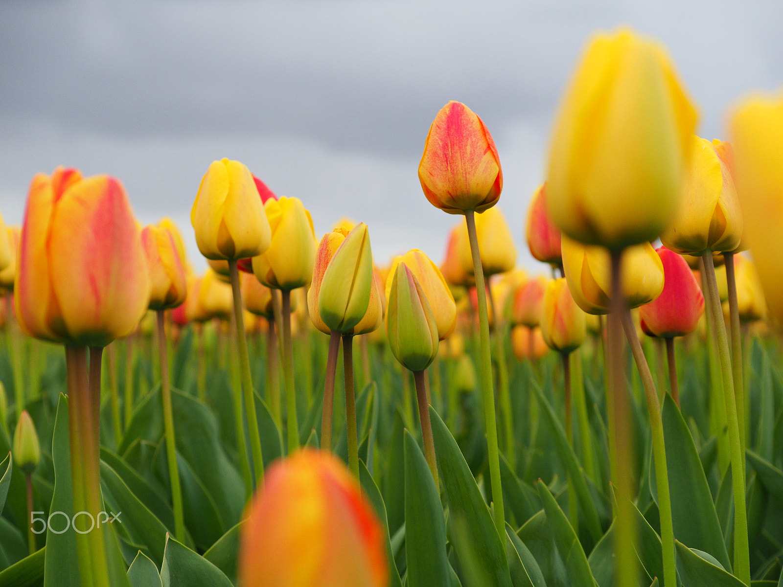 Panasonic Lumix G X Vario 35-100mm F2.8 OIS sample photo. Tulips in the netherlands photography