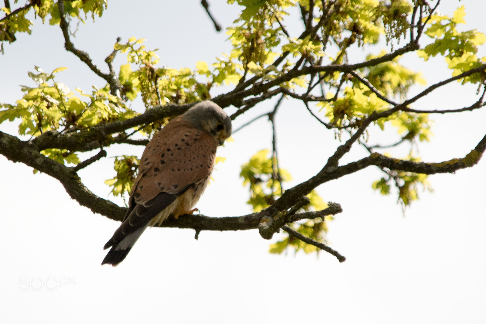 Sigma 150-500mm F5-6.3 DG OS HSM sample photo. Kestrel in tree photography